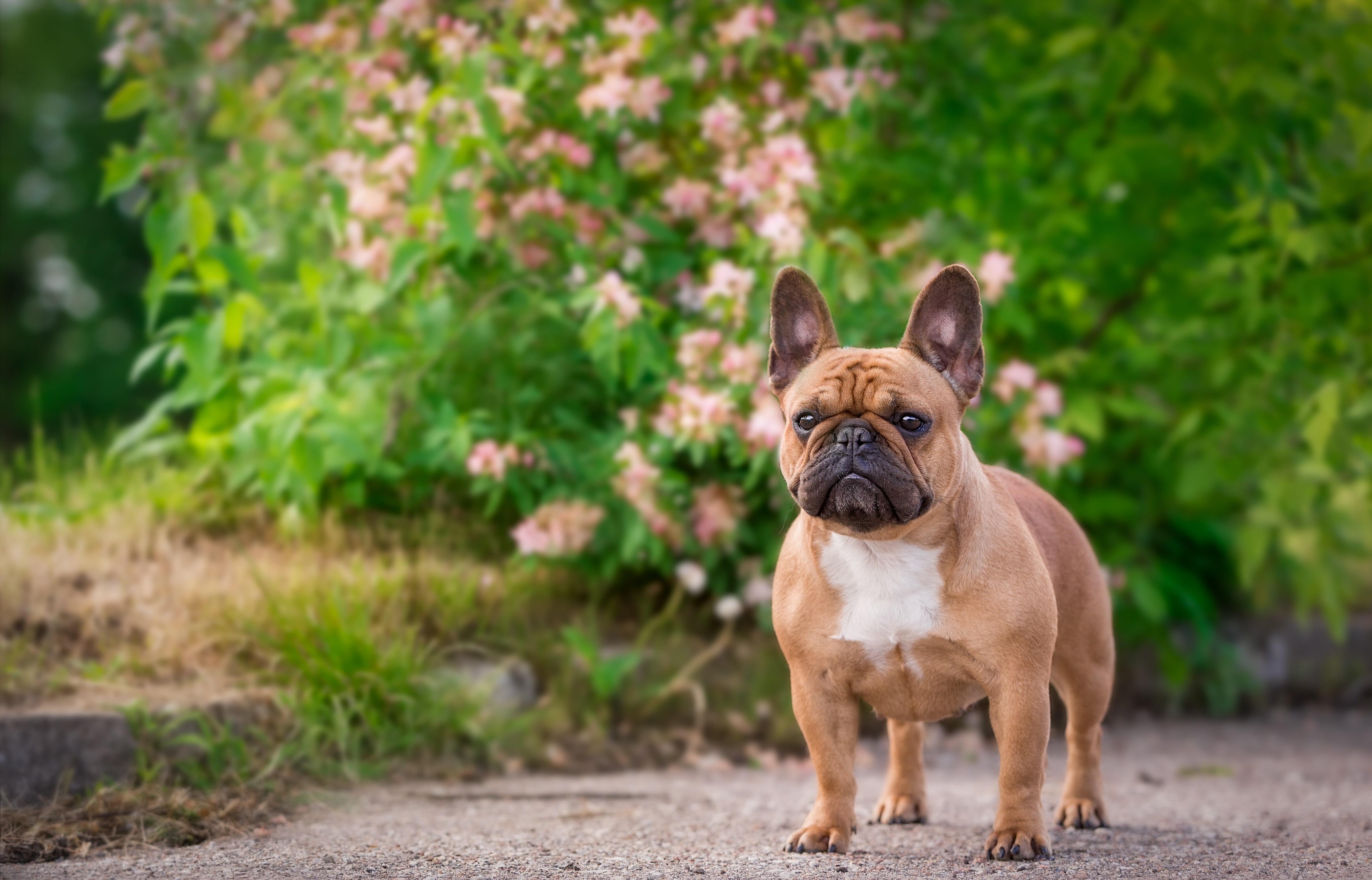 4K, bulldog, dog, French bulldog, HD Wallpaper