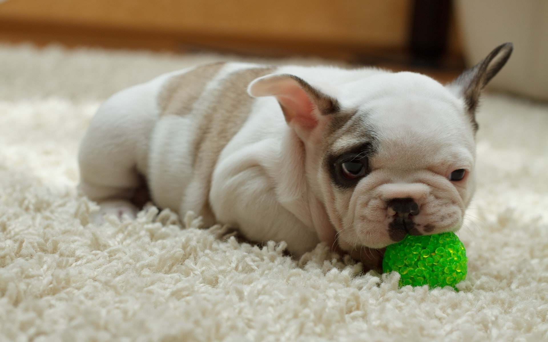 animal themes, carpet - decor, wrinkles, rug, lying down, portrait, canine, one animal, no people, animals, close-up, indoors, 1080P, domestic, relaxation, HD Wallpaper