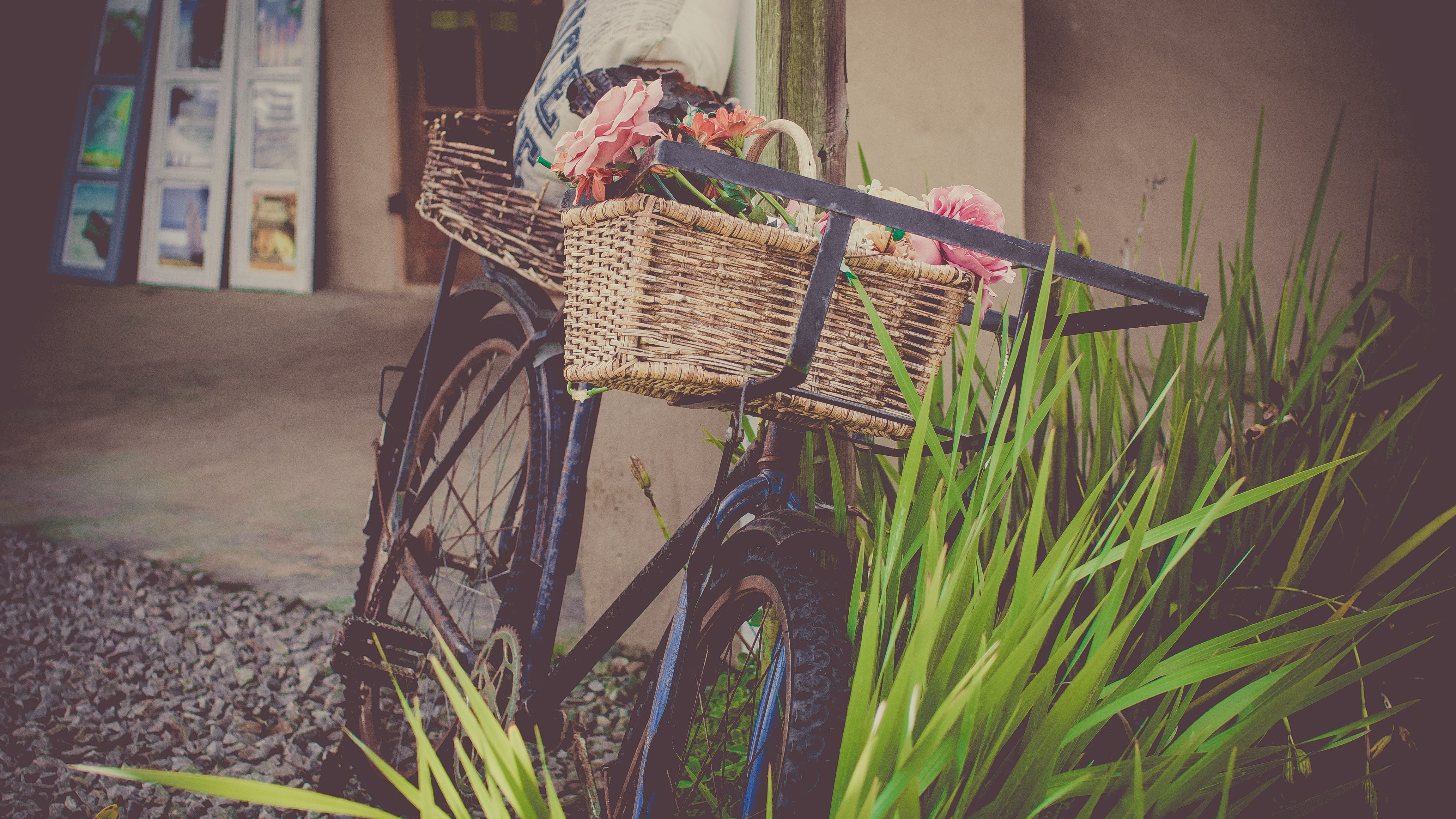 growth, beach, transportation, focus on foreground, container, summer flowers, field, leaning, wall, bicycle basket, flowers, plant, basket, street, recreation, HD Wallpaper