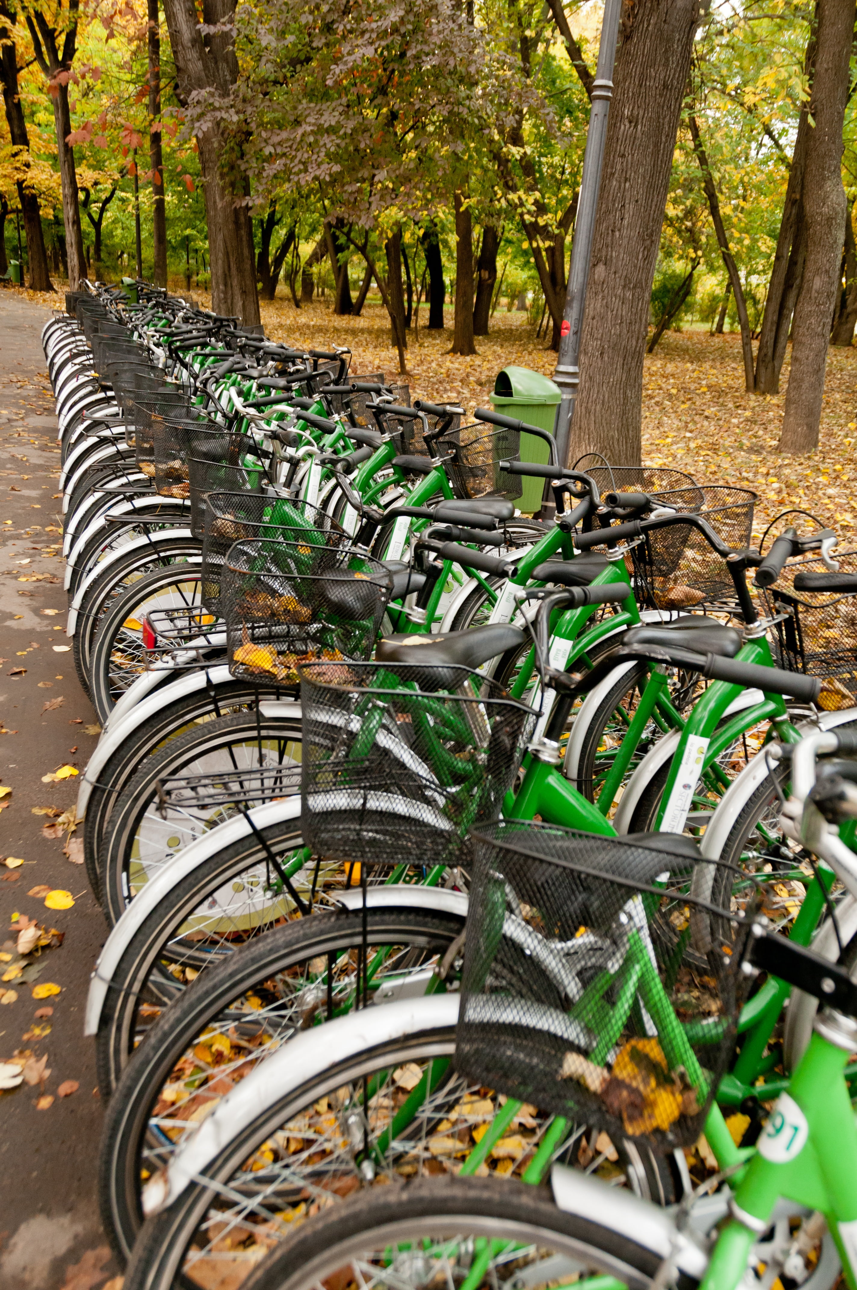 tree trunk, day, outdoors, rental, bicycles, metal, urban, growth, plant, no people, in a row, bicycle rack, 4K, land, sport, land vehicle, wheel, public, Phone HD Wallpaper