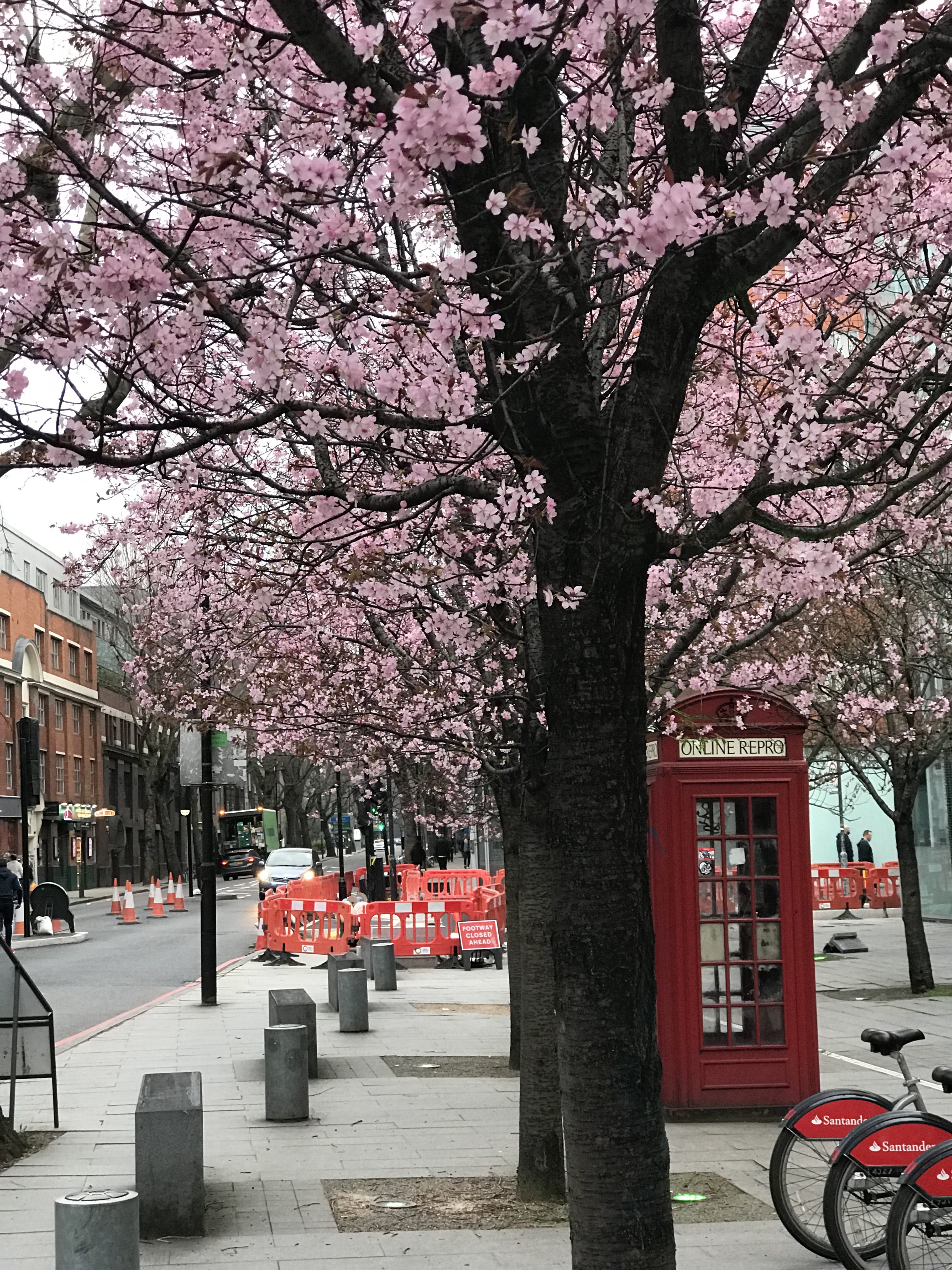 cherry blossoms, growth, plant, city, architecture, branch, nature, trees, springtime, flowering plant, no people, pink color, england, building exterior, Phone HD Wallpaper