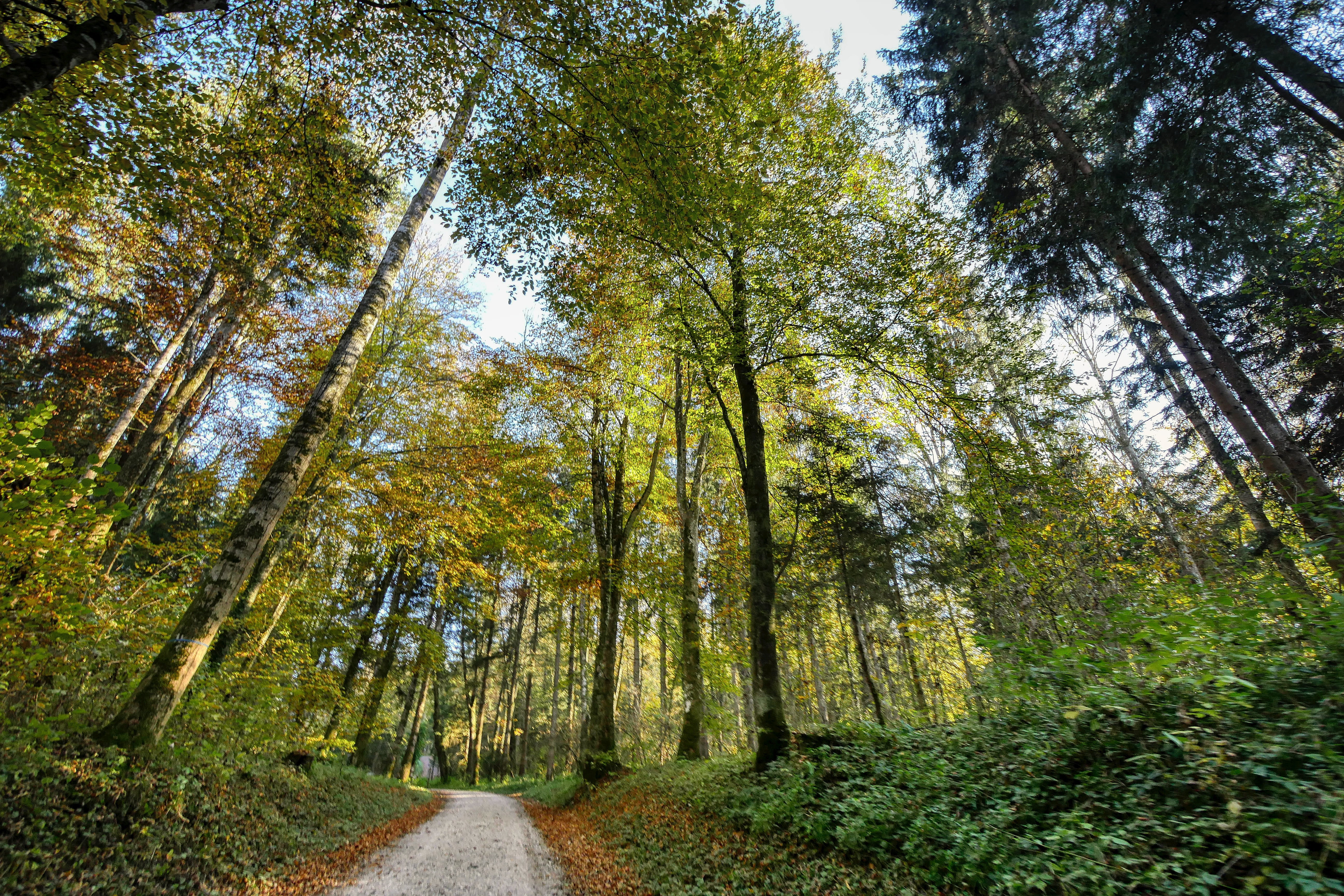 mood, landscape, green, outdoors, trees, trunk, tree trunk, growth, land, woodland, non-urban scene, nature, 5K, sky, forest, direction, green color, diminishing perspective, HD Wallpaper