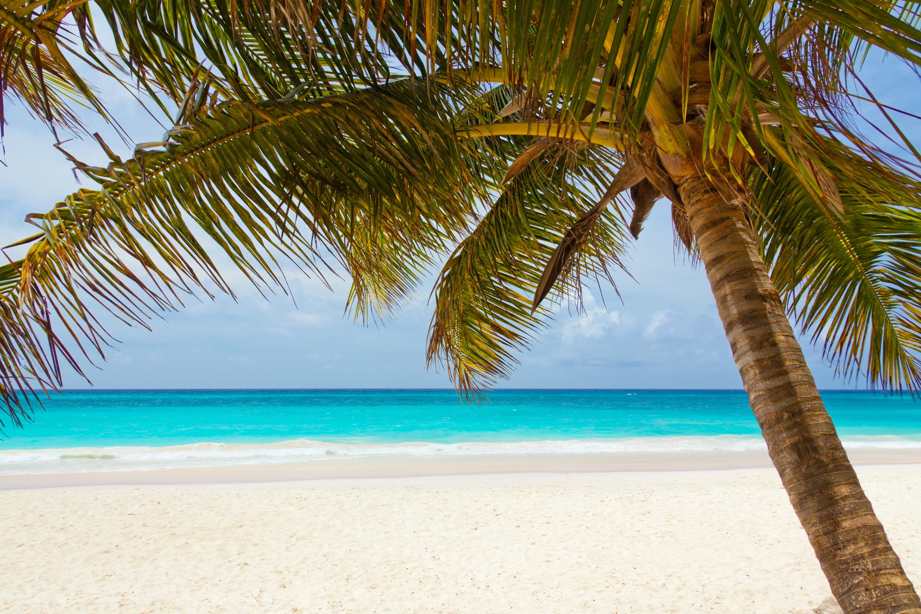 coastline, relax, tropical tree, island, travel, relaxation, plant, palm Tree, nature, horizon over water, caribbean, palm leaf, near, coast, horizon, water, HD Wallpaper