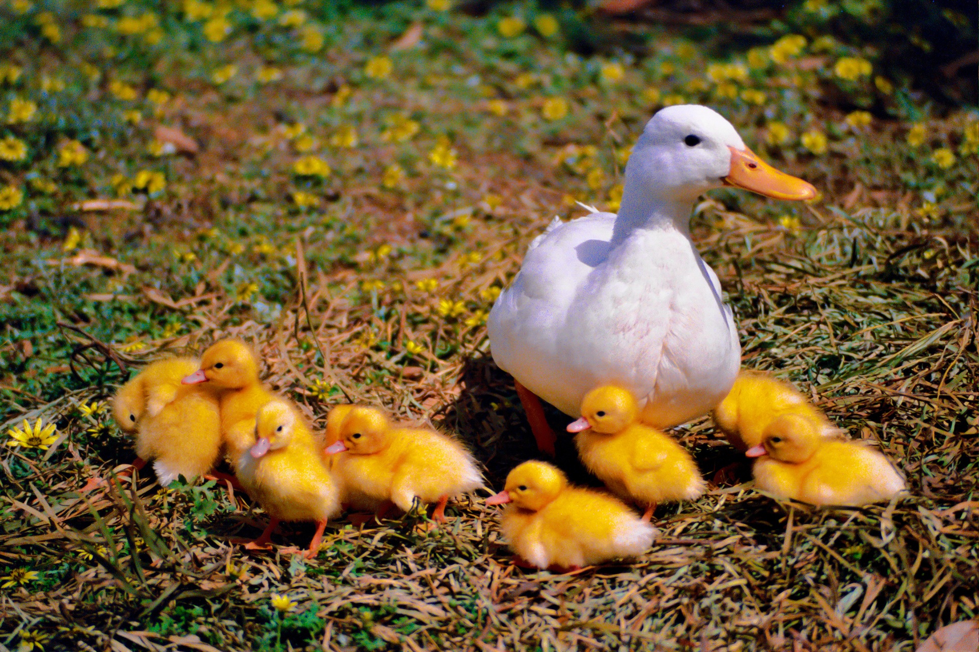 close-up, young animal, water bird, animal themes, family, animal, no people, nature, wildlife photography, field, farm, poultry, yellow, young bird, chicken, HD Wallpaper