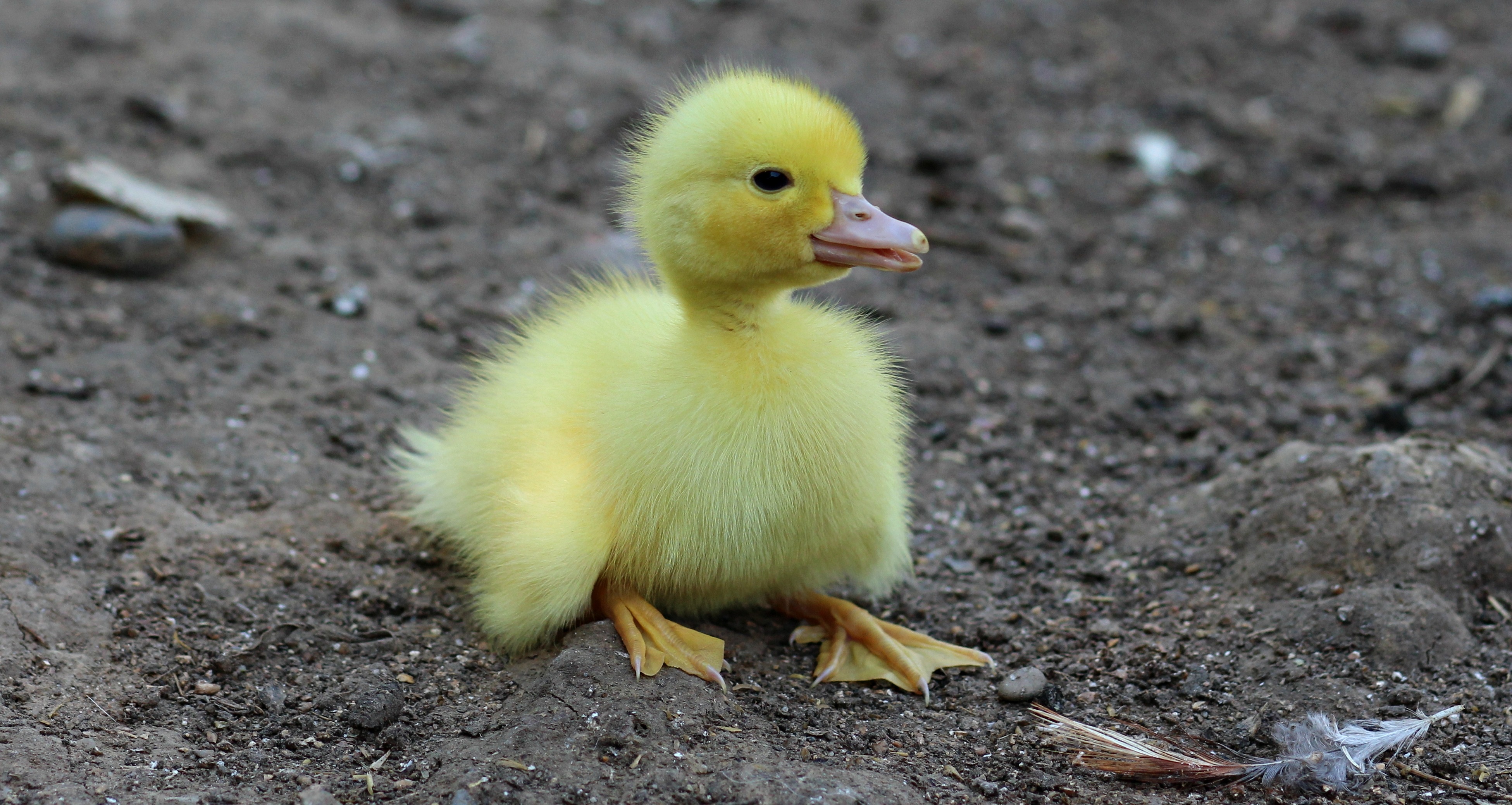 farm, close-up, young bird, gosling, young Animal, animal themes, focus on foreground, small, one animal, cute, bird, animal, poultry, no people, day, chicken - bird, HD Wallpaper