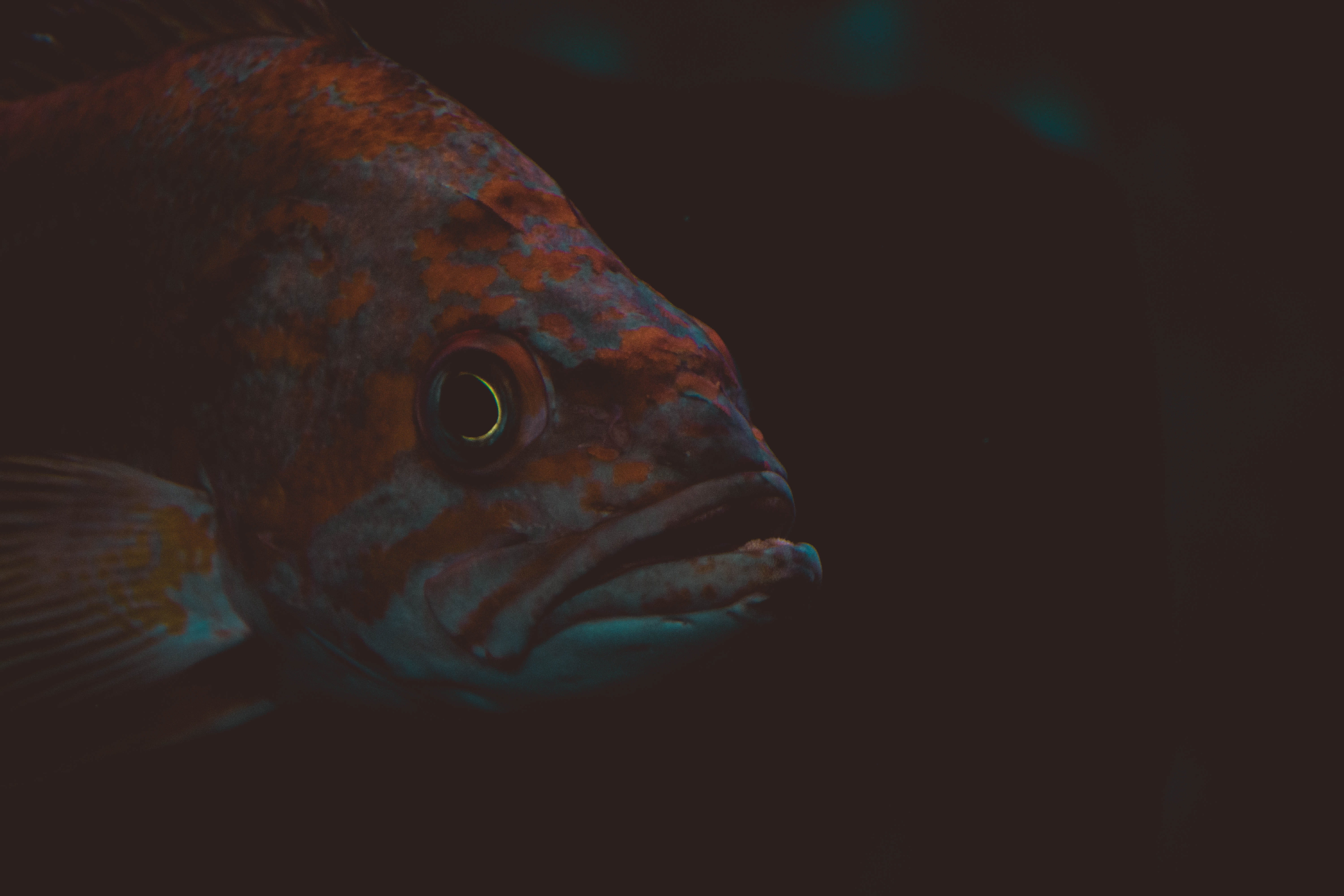 brown, night, copy space, black background, pets, animal, fish, 5K, teal, animals in the wild, animal head, one animal, gray, indoors, vertebrate, animal themes, HD Wallpaper