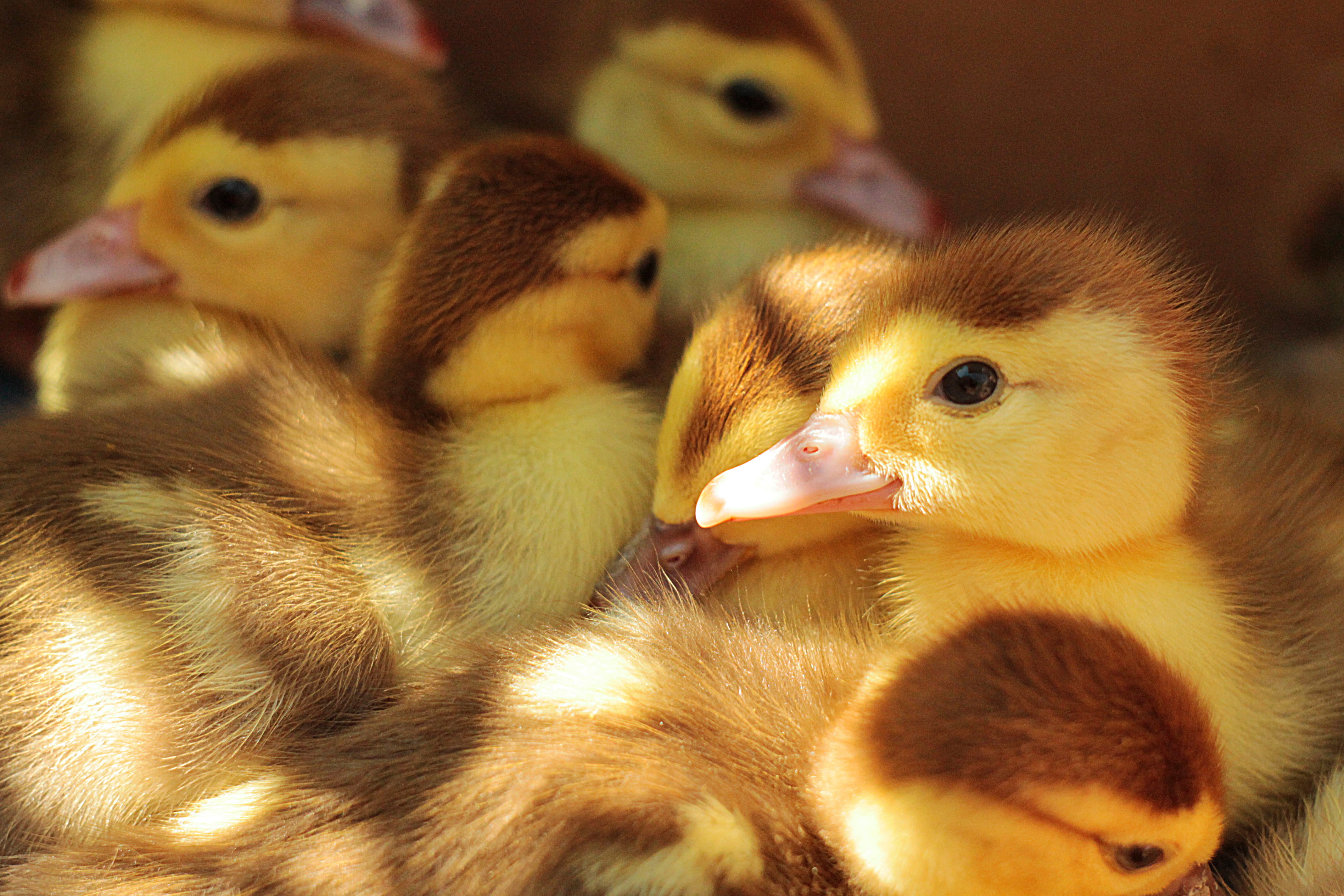 small, baby Chicken, newborn Animal, poultry, young Animal, livestock, 4K, pets, fluffy, young Bird, ducklings, duckling, brown, flock, animal, group Of Animals, HD Wallpaper