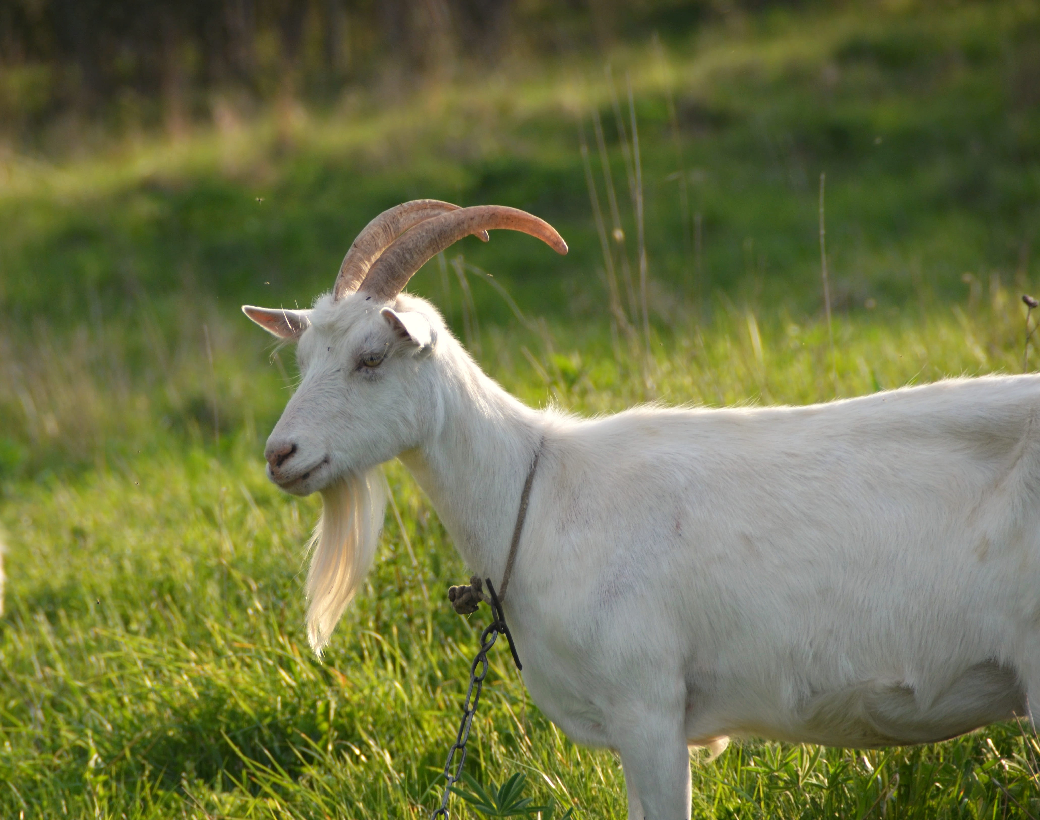 pet, fur, profile view, person, mammal, white color, landscape, goat, farm, pets, portrait, vertebrate, country, nature, smile, cute, white, animal wildlife, HD Wallpaper