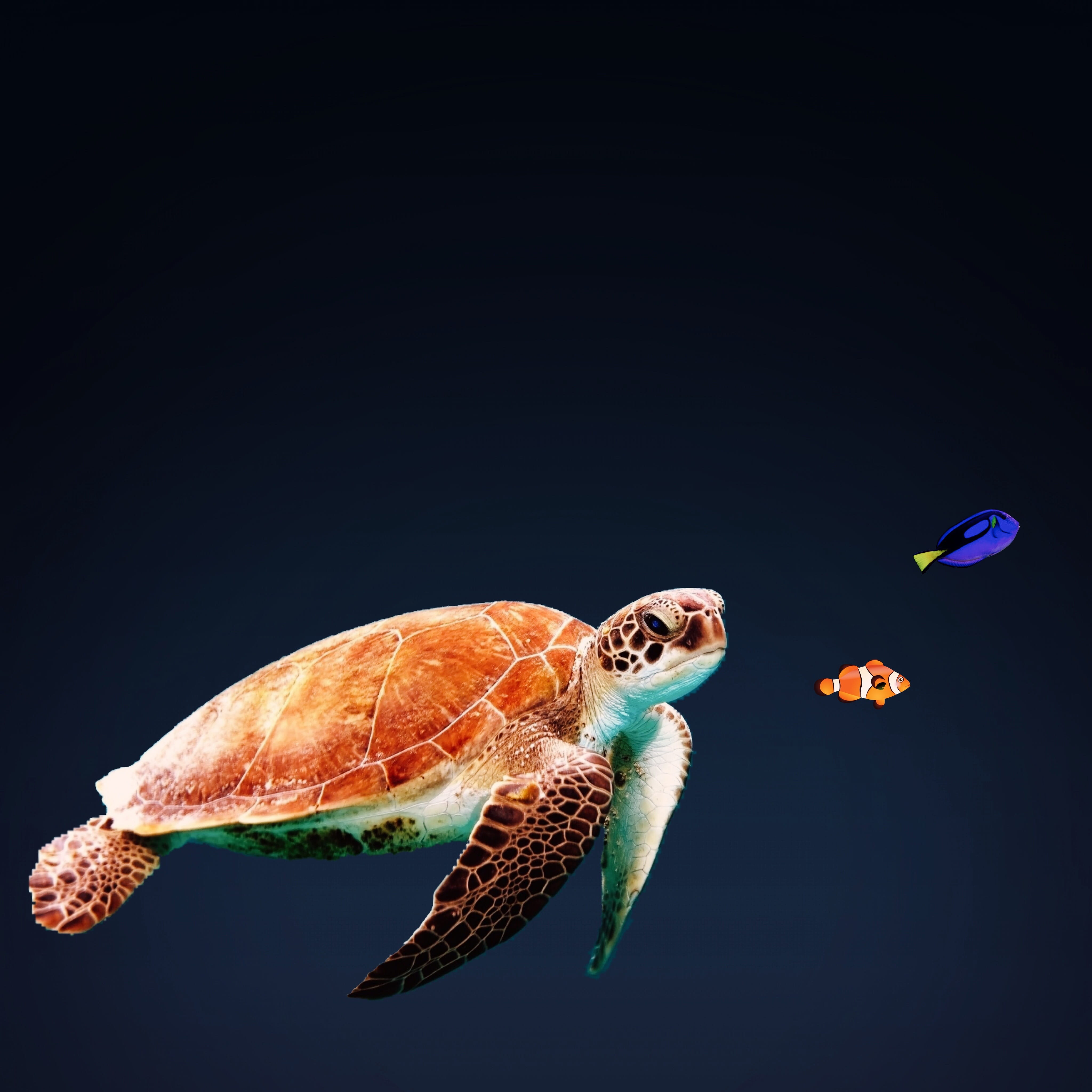 sea Turtle, green Turtle, 4K, swimming Animal, wildlife, reef, black background, fish, Sea, Underwater, reptile, sea, animal wildlife, copy space, animals in the wild, Phone HD Wallpaper