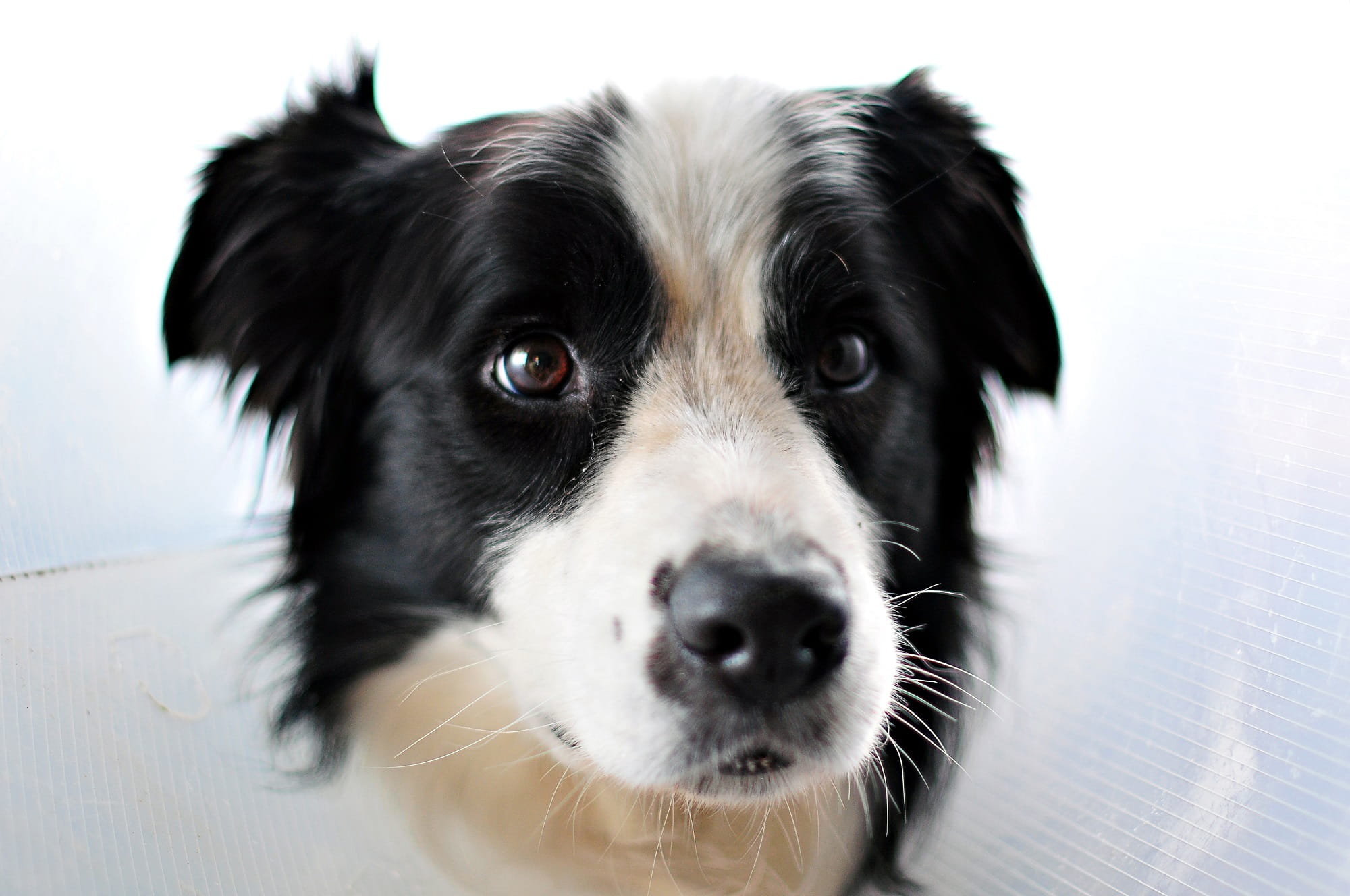 border Collie, indoors, black color, no People, Close Up, Portrait, jack russell terrier, head, vertebrate, domestic Animals, one Animal, puppy, cute, border, HD Wallpaper