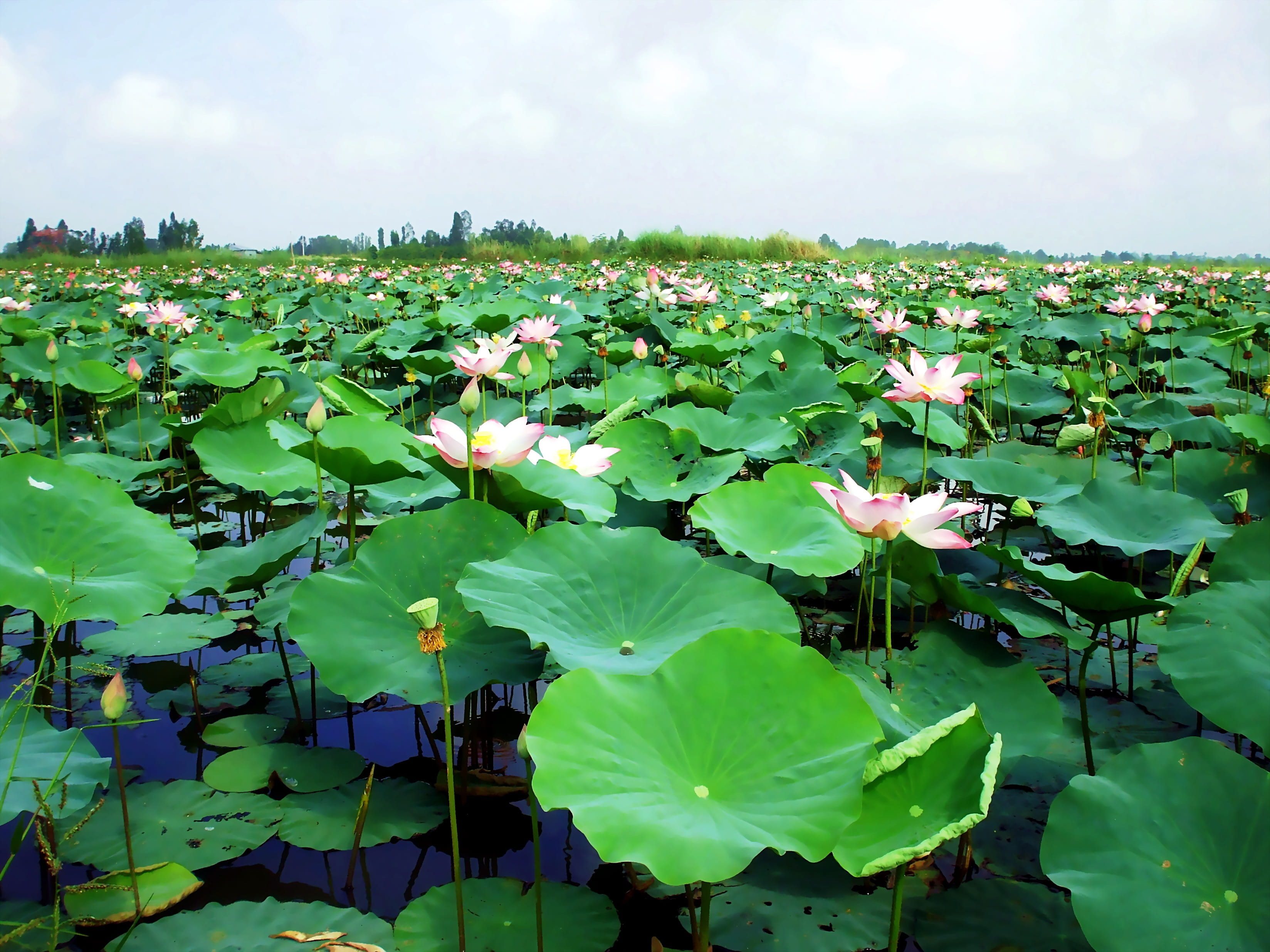 petal, big leaves, plant, freshness, flower head, Pond, Lily, day, leaf, Vietnam, close-up, lotus water lily, beauty in nature, outdoors, Water Lily, 2K, HD Wallpaper