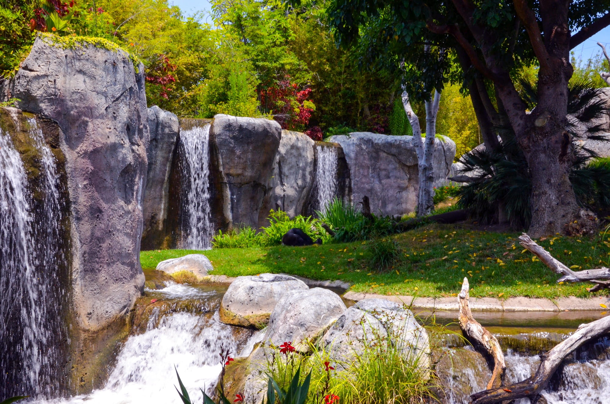 rock - object, zoo, day, Gorilla, motion, land, solid, waterfall, rock, immense balboa park, water, green, no people, falling water, Enclosure, forest, HD Wallpaper