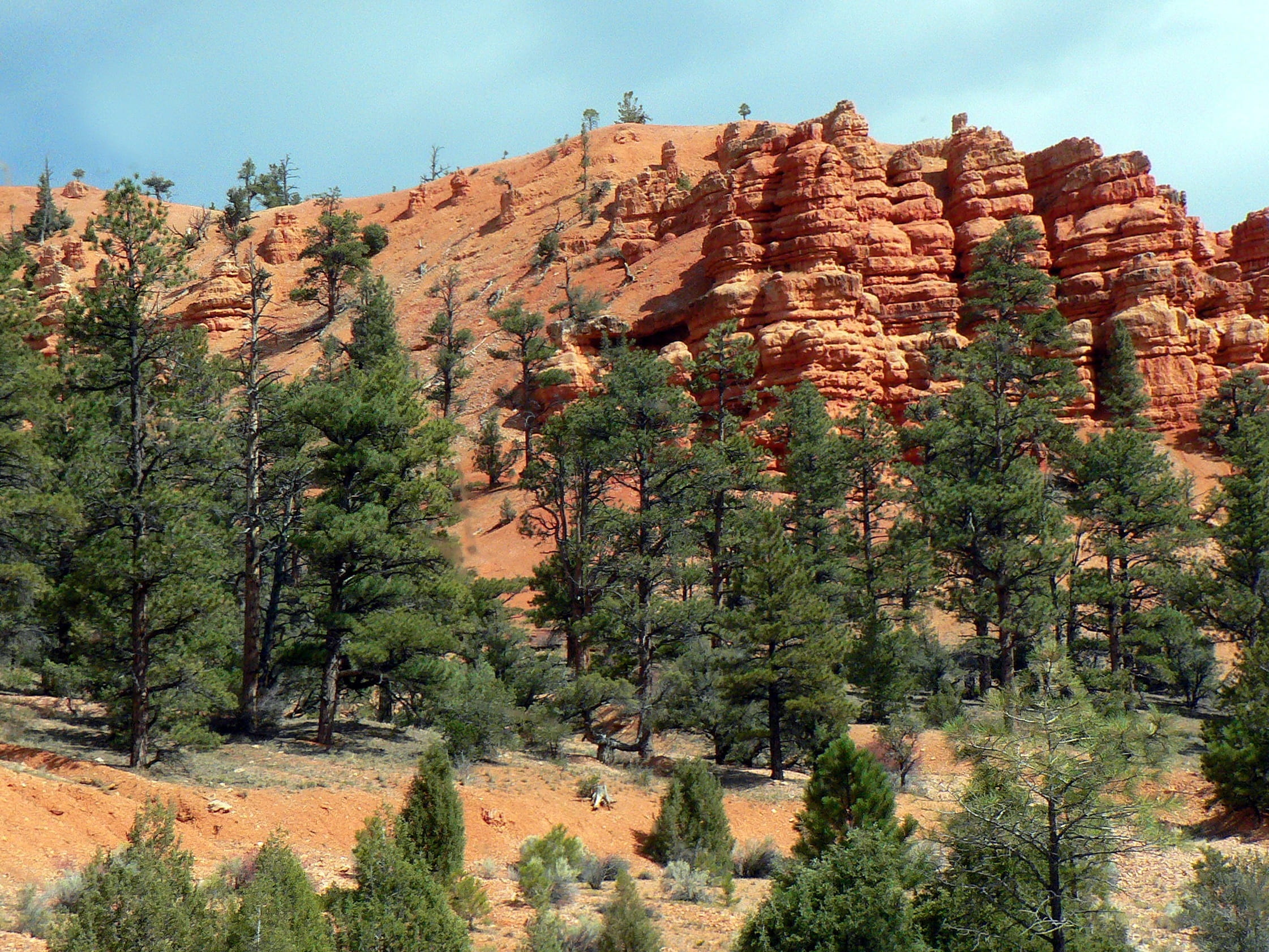 physical geography, day, wonders, pine tree, bryce Canyon National Park, mountain, non-urban scene, cliff, travel destinations, arid climate, scenics - nature, HD Wallpaper