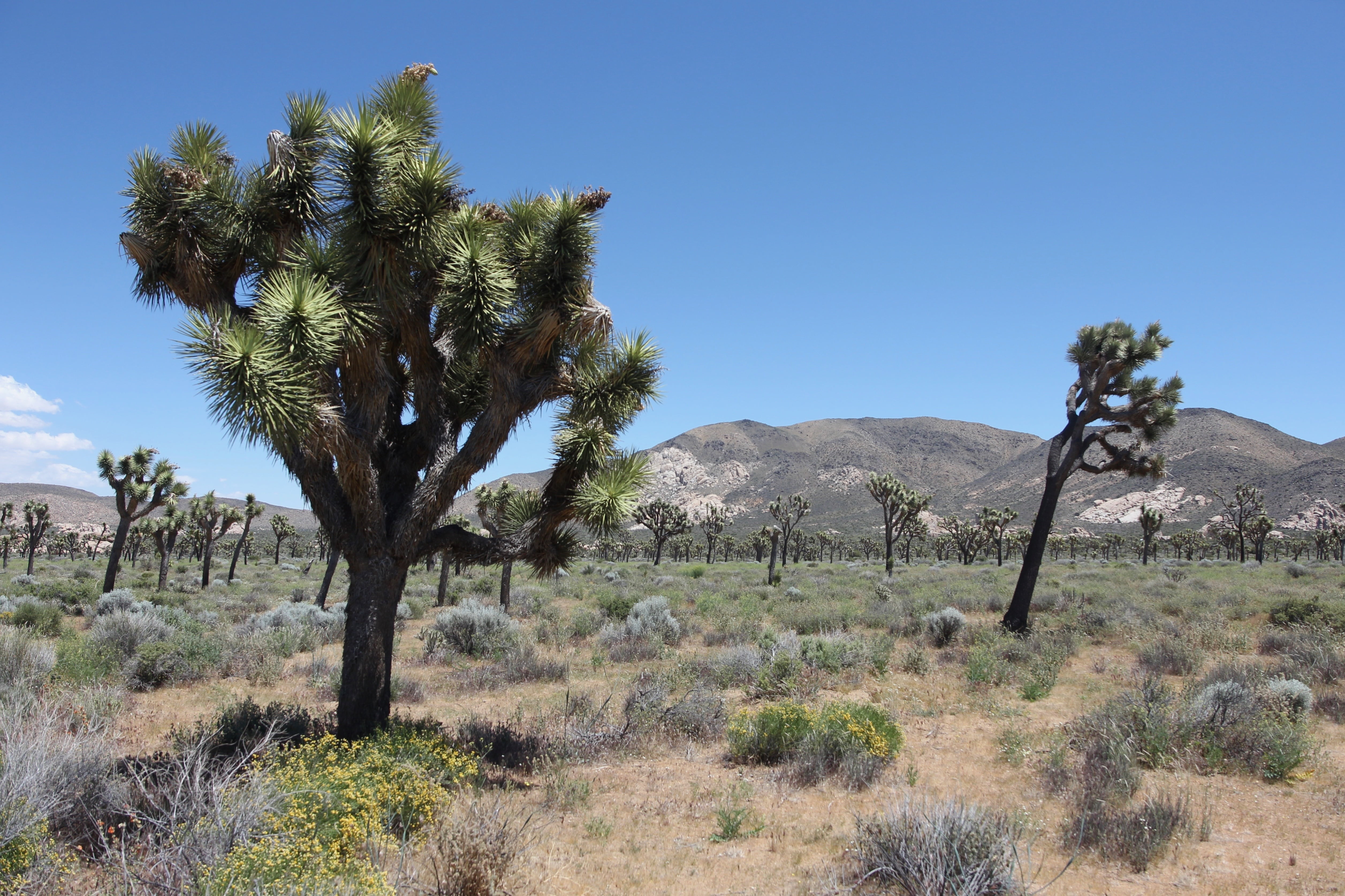 landscape, beauty in nature, day, park, plant, tranquil scene, 4K, based, hiking, climate, blue, joshua tree national park, mountain, national park, california, HD Wallpaper