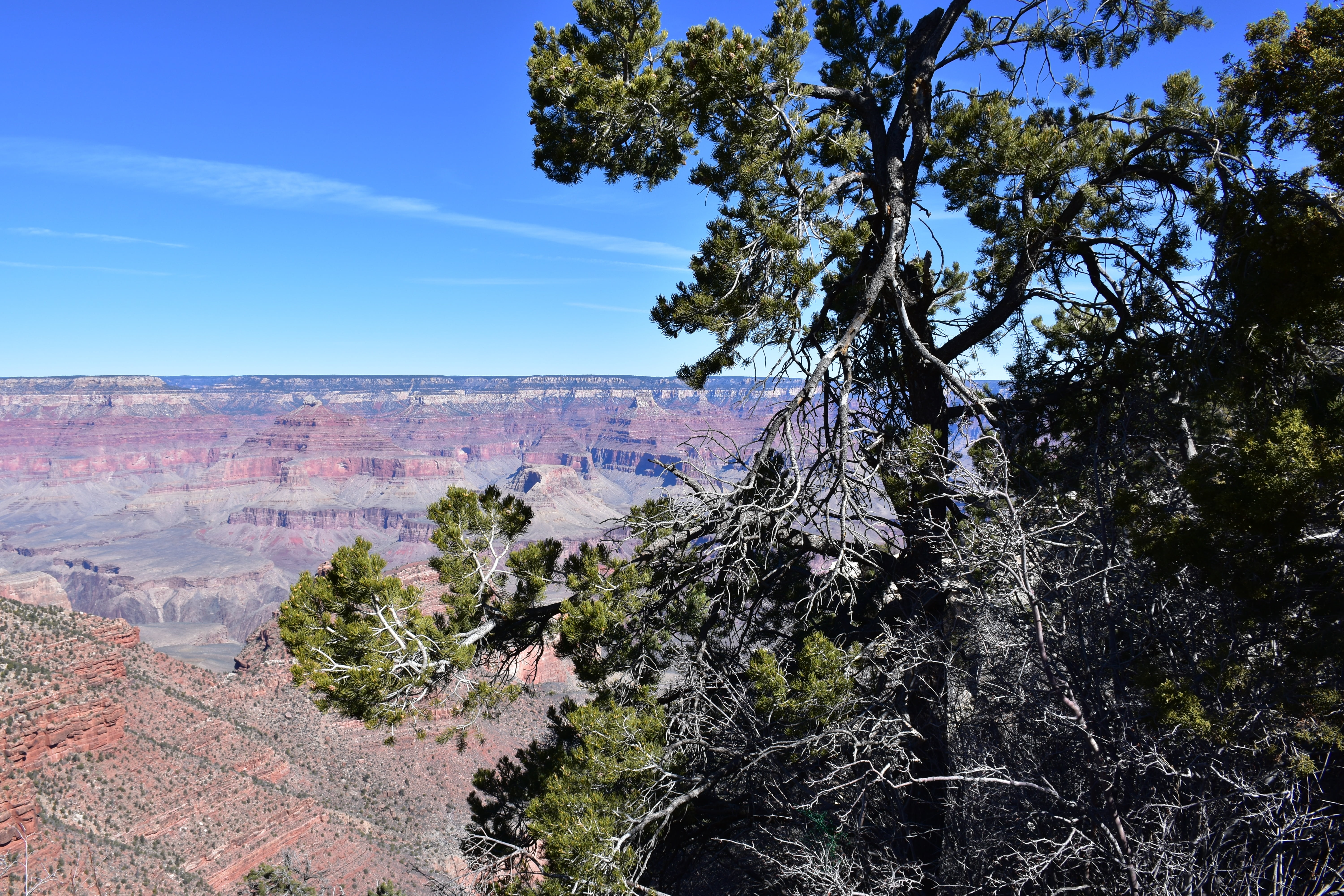 landscape, grand canyon, rock, land, tree, mirador, panorama, travel, usa, scenics - nature, tranquility, no people, day, growth, physical geography, mountain, HD Wallpaper