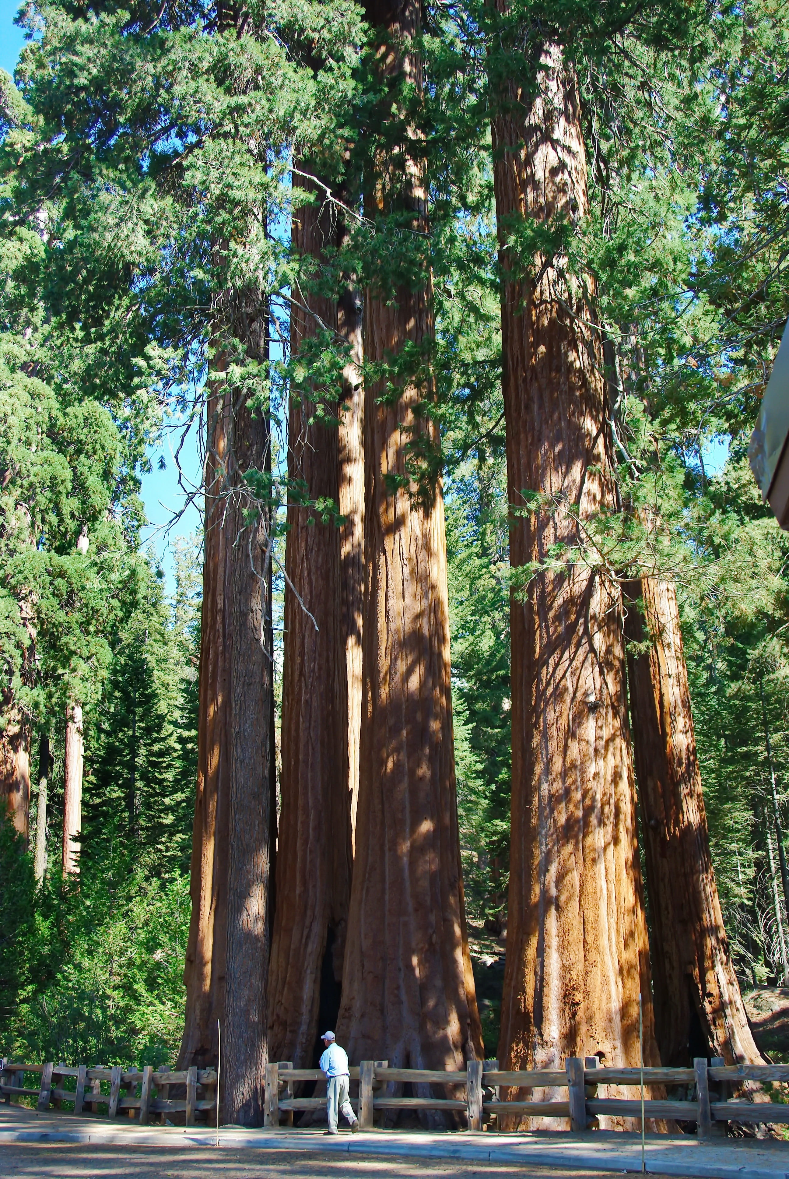 day, height, tranquil scene, no people, Usa, water, land, forest, Tree, tree trunk, sunlight, tranquility, 4K, Sequoia Park, plant, beauty in nature, nature, Phone HD Wallpaper