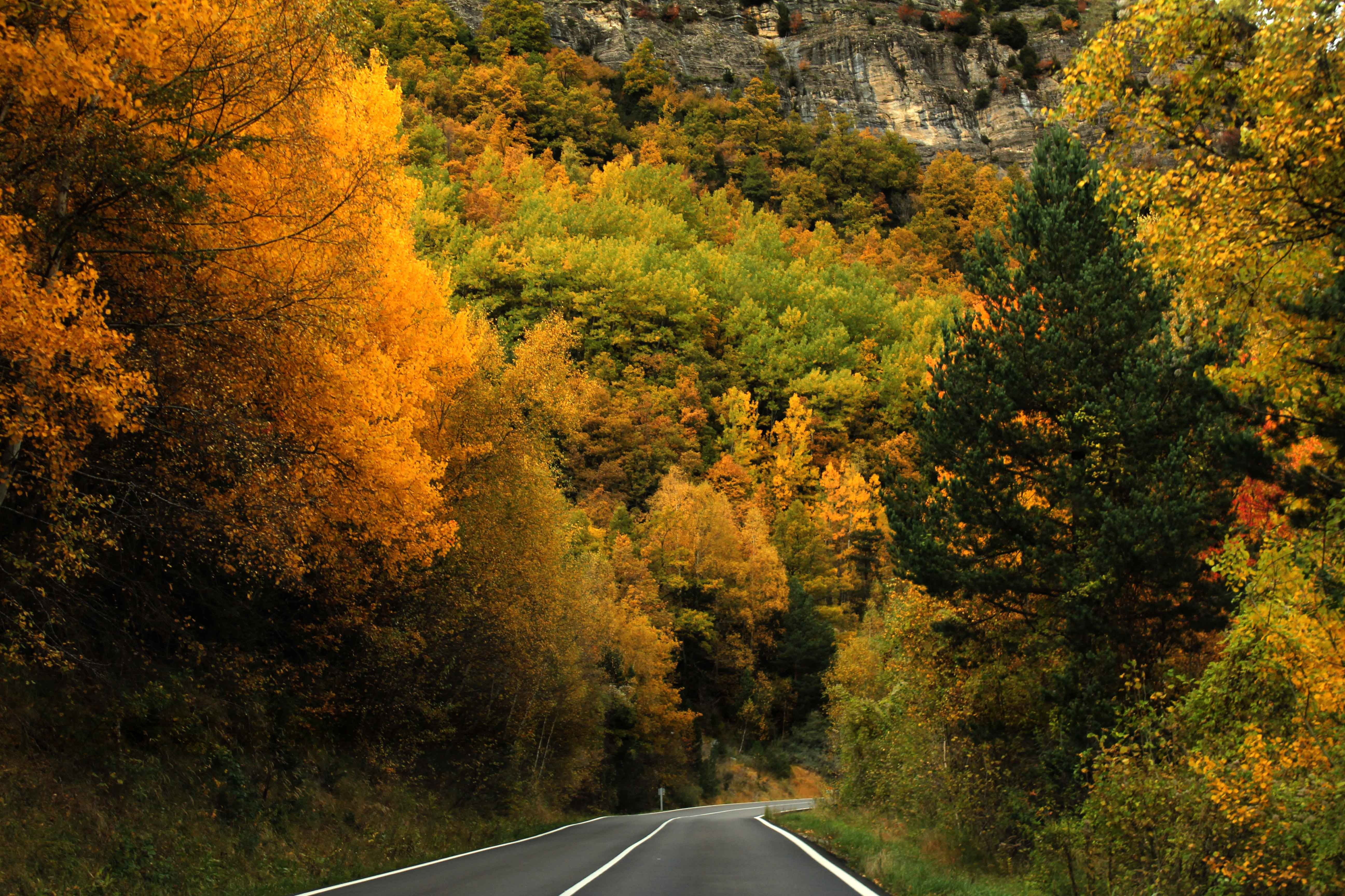 orange color, only, nature, plant, land, transport, marking, road, the way forward, transportation, station, fast, cold, outdoors, tranquility, travel, HD Wallpaper