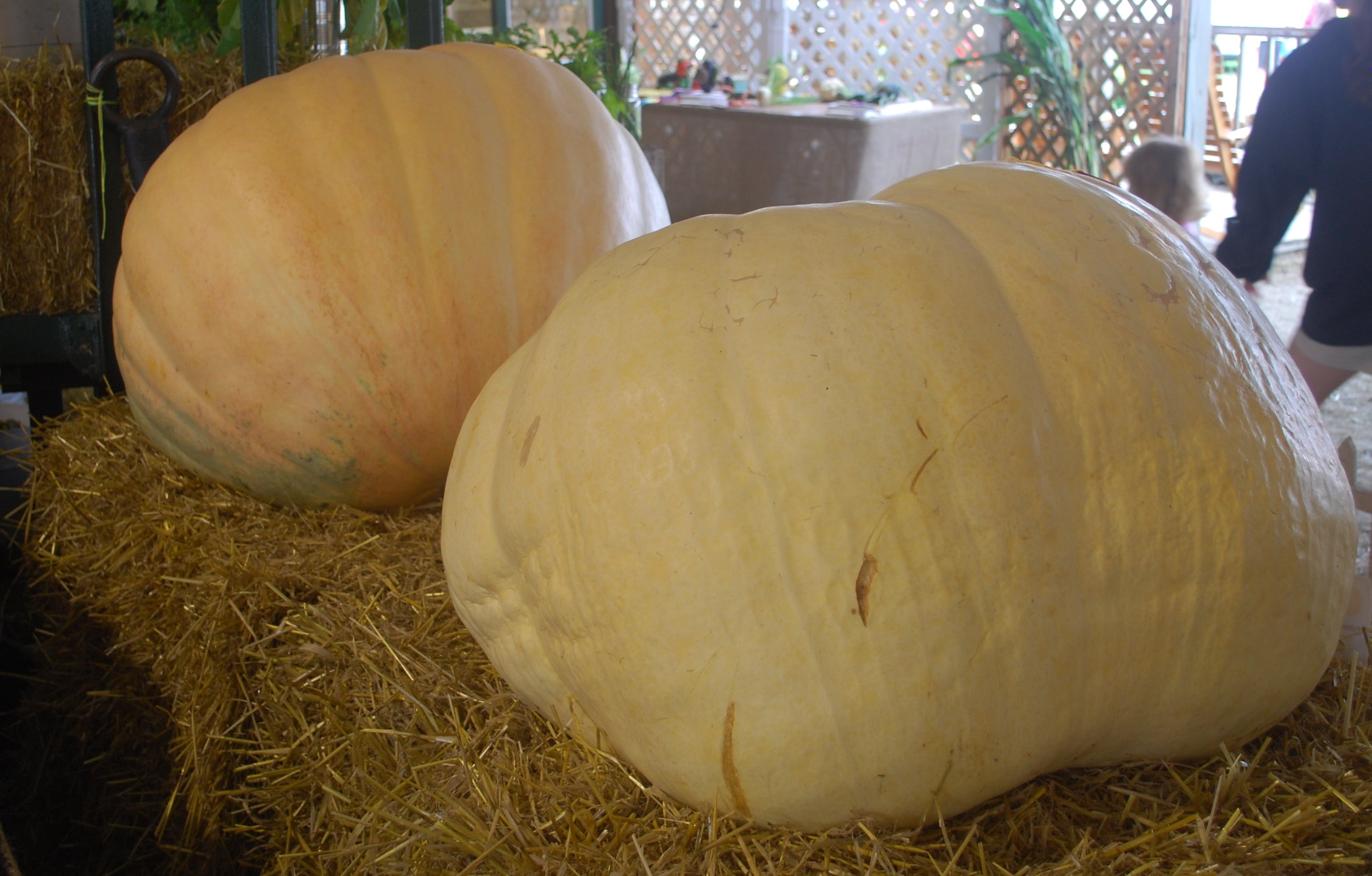 food, pumpkin, wellbeing, outdoors, ripe, huge, halloween, nature, county, close-up, 2K, incidental people, field, food and drink, healthy eating, plant, HD Wallpaper