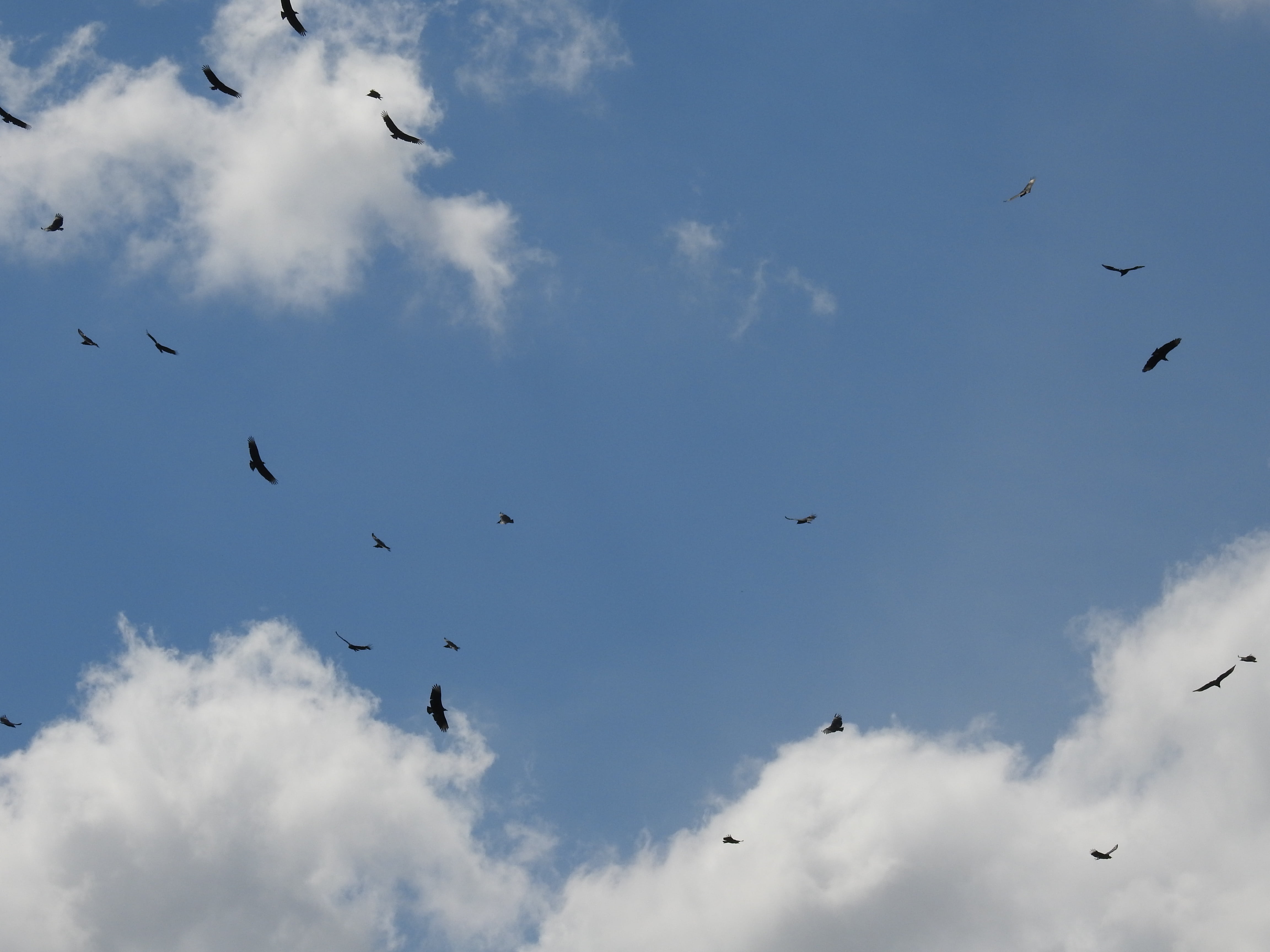 mid-air, seagull, spread wings, day, animal, brazil, blue sky, vertebrate, animal Wing, wildlife, clouds, animal themes, 4K, bird, nature, tranquility, HD Wallpaper