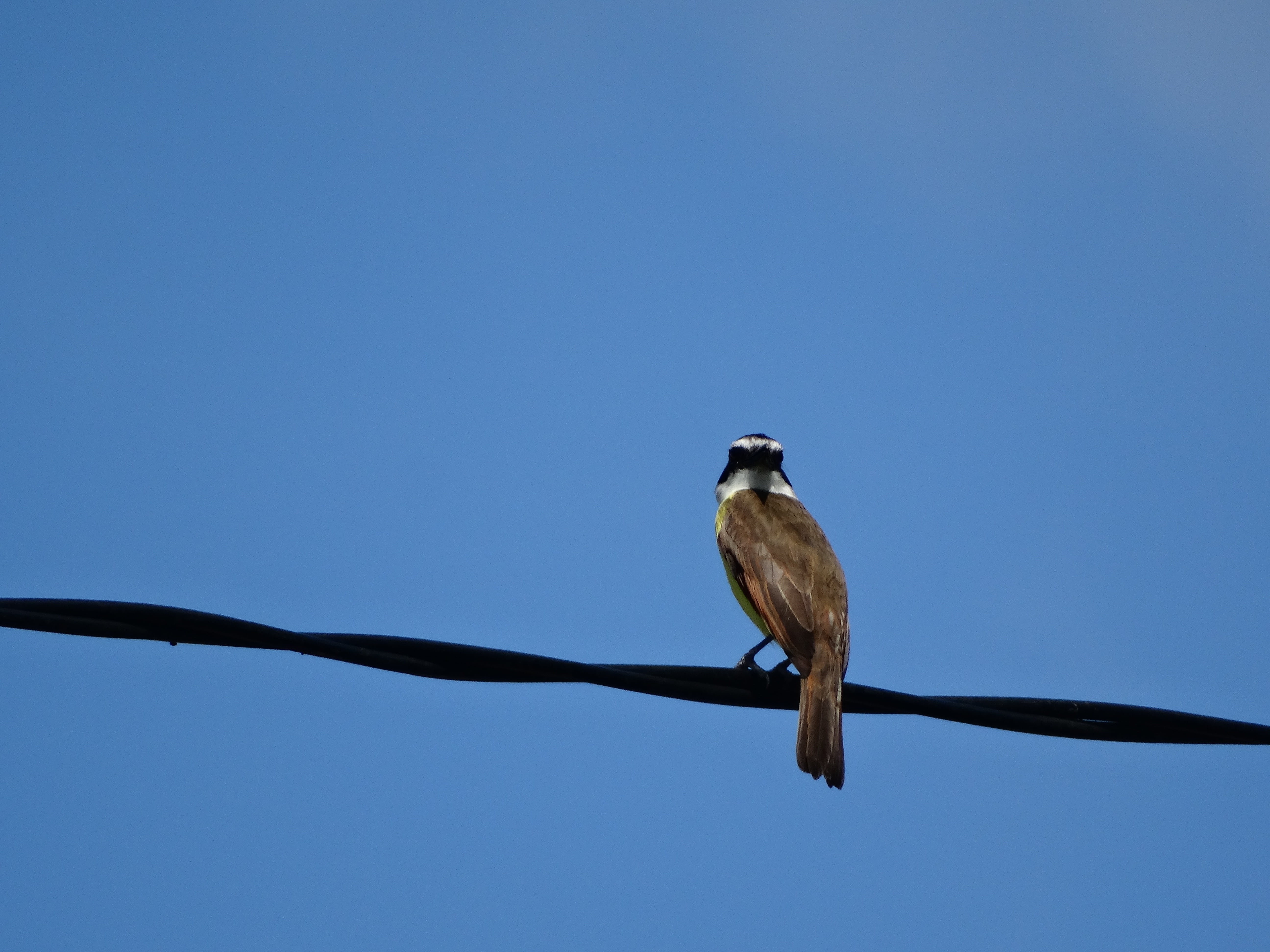 no people, electricity, 5K, one animal, day, blue sky, animal wildlife, nature, bird, animal, sky, power supply, outdoors, branch, telephone line, copy space, HD Wallpaper
