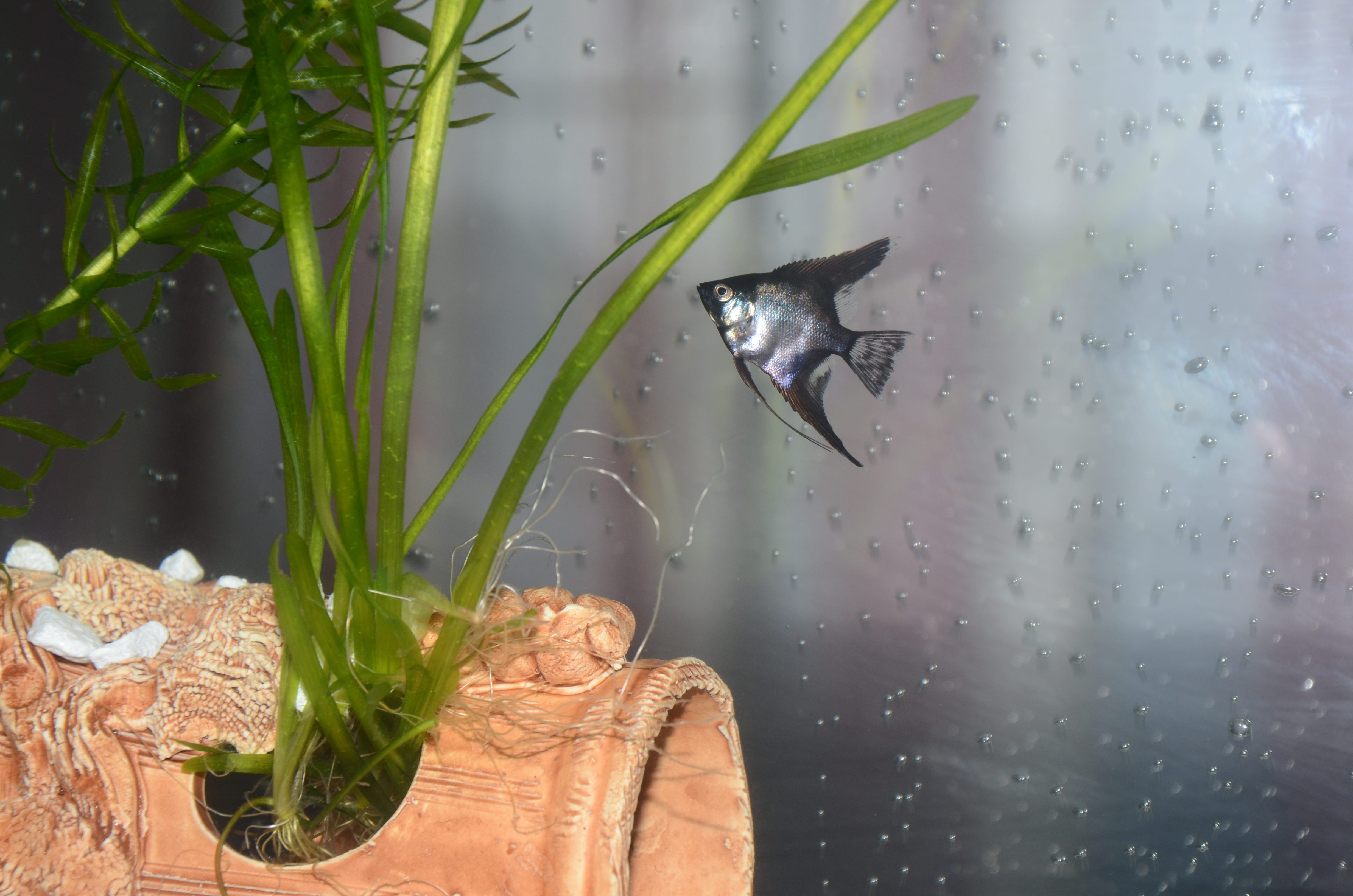 outdoors, rainy season, day, 4K, close-up, underwater, no people, insect, nature, wet, vertebrate, glass - material, rain, animal, plant, invertebrate, HD Wallpaper