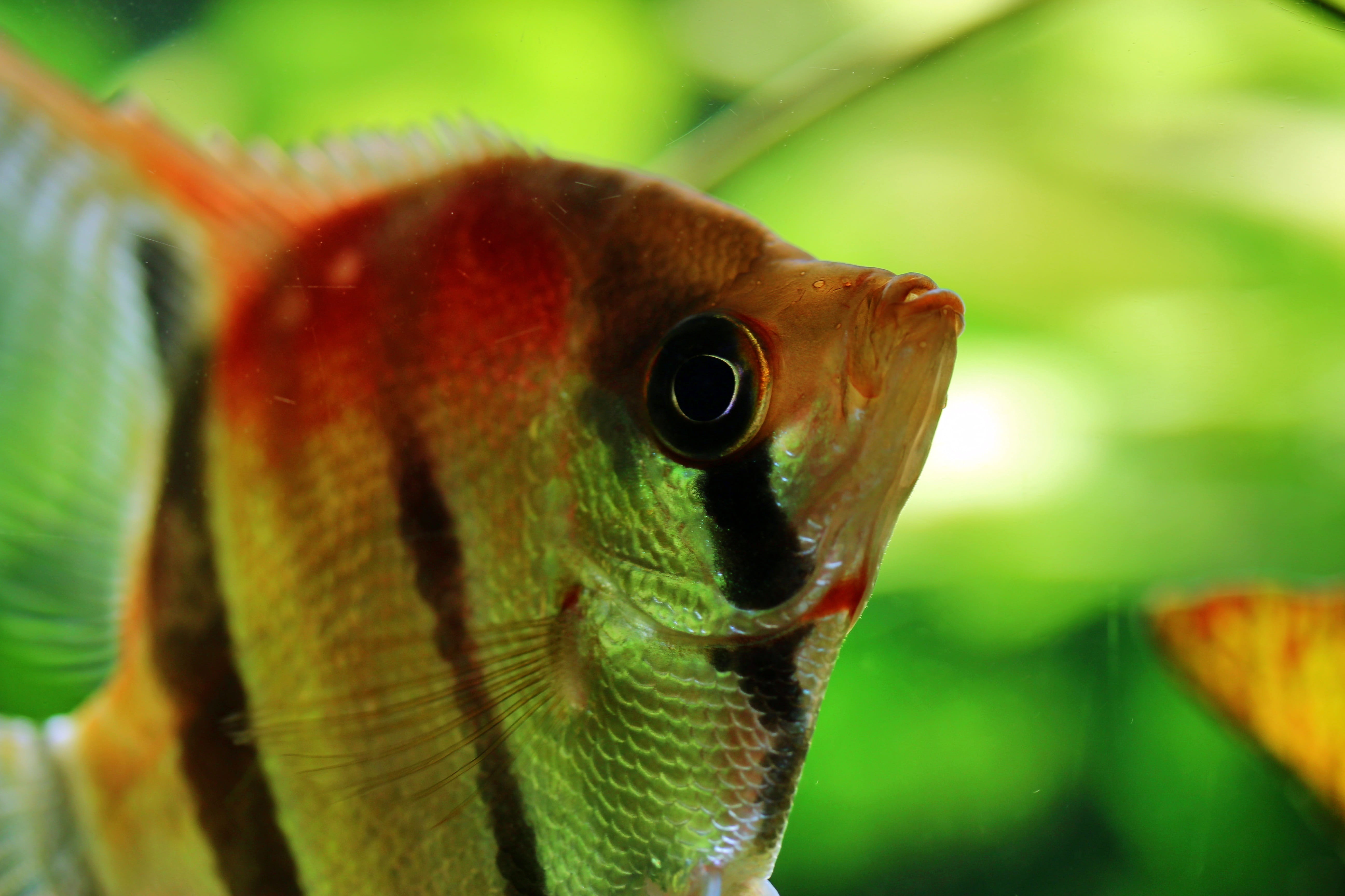 animal body part, animal themes, close up, fish, redback scalar, portrait, animal wildlife, scalar, macro, green color, vertebrate, animal eye, water, animals in the wild, HD Wallpaper