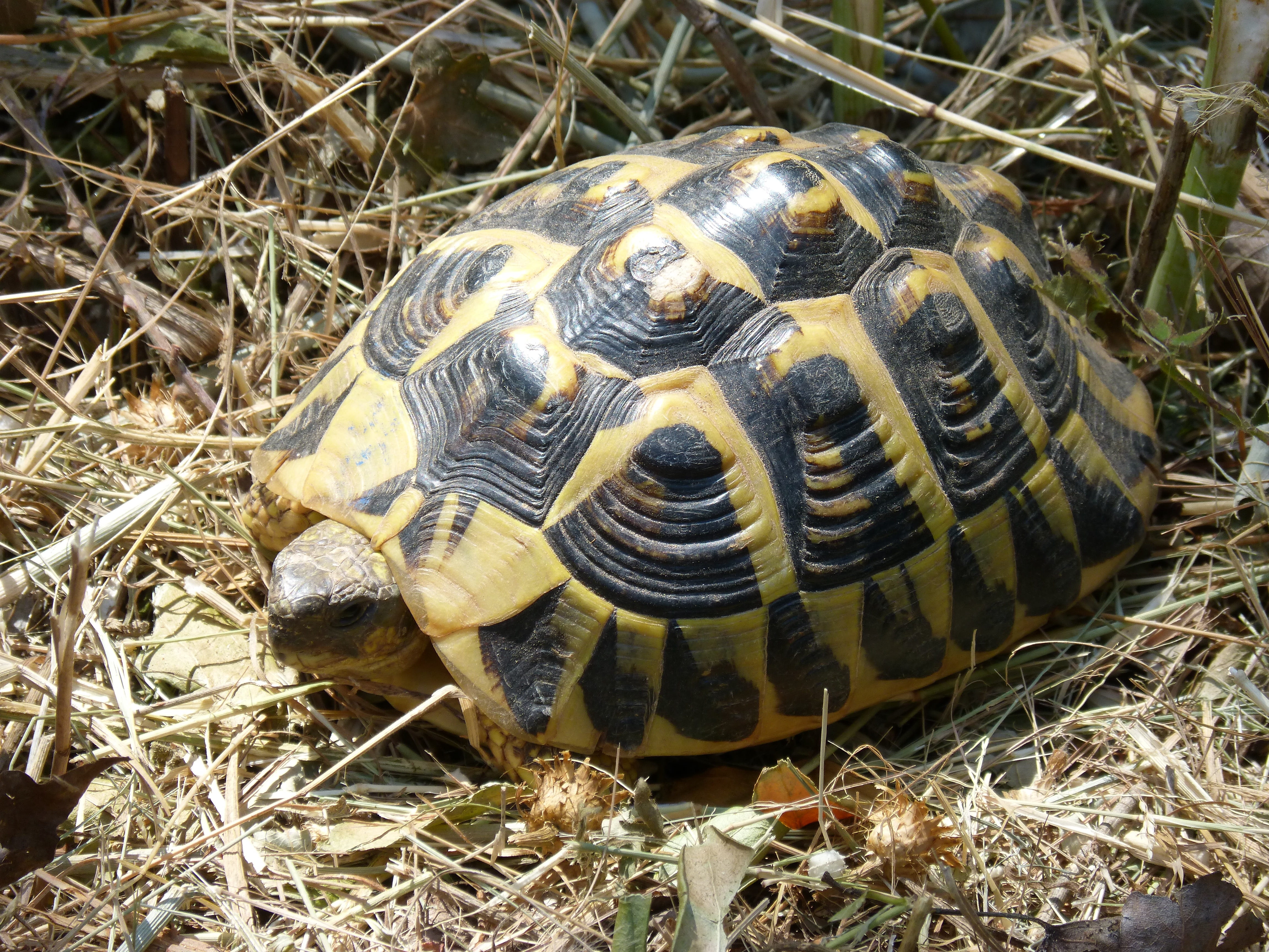 high angle view, plant, tortoise, outdoors, 4K, one animal, protection, field, vertebrate, turtle, land, animals in the wild, tortoise shell, nature, reptile, HD Wallpaper