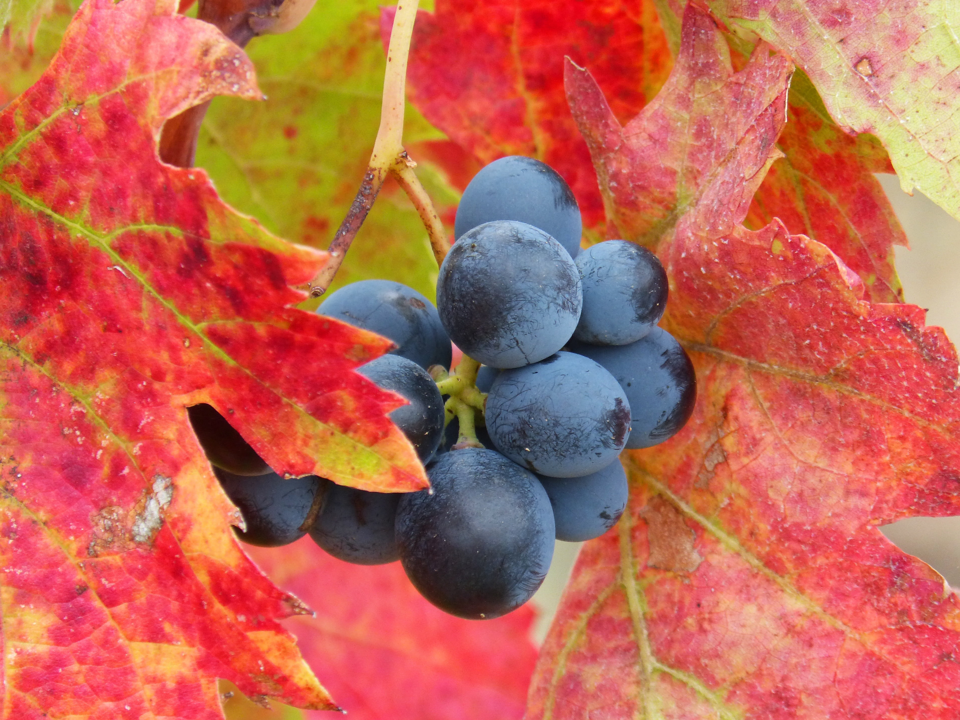 food and drink, healthy eating, wellbeing, vineyard, leaf, leaves, no people, growth, outdoors, close-up, ripe, beauty in nature, plant part, food, autumn, HD Wallpaper