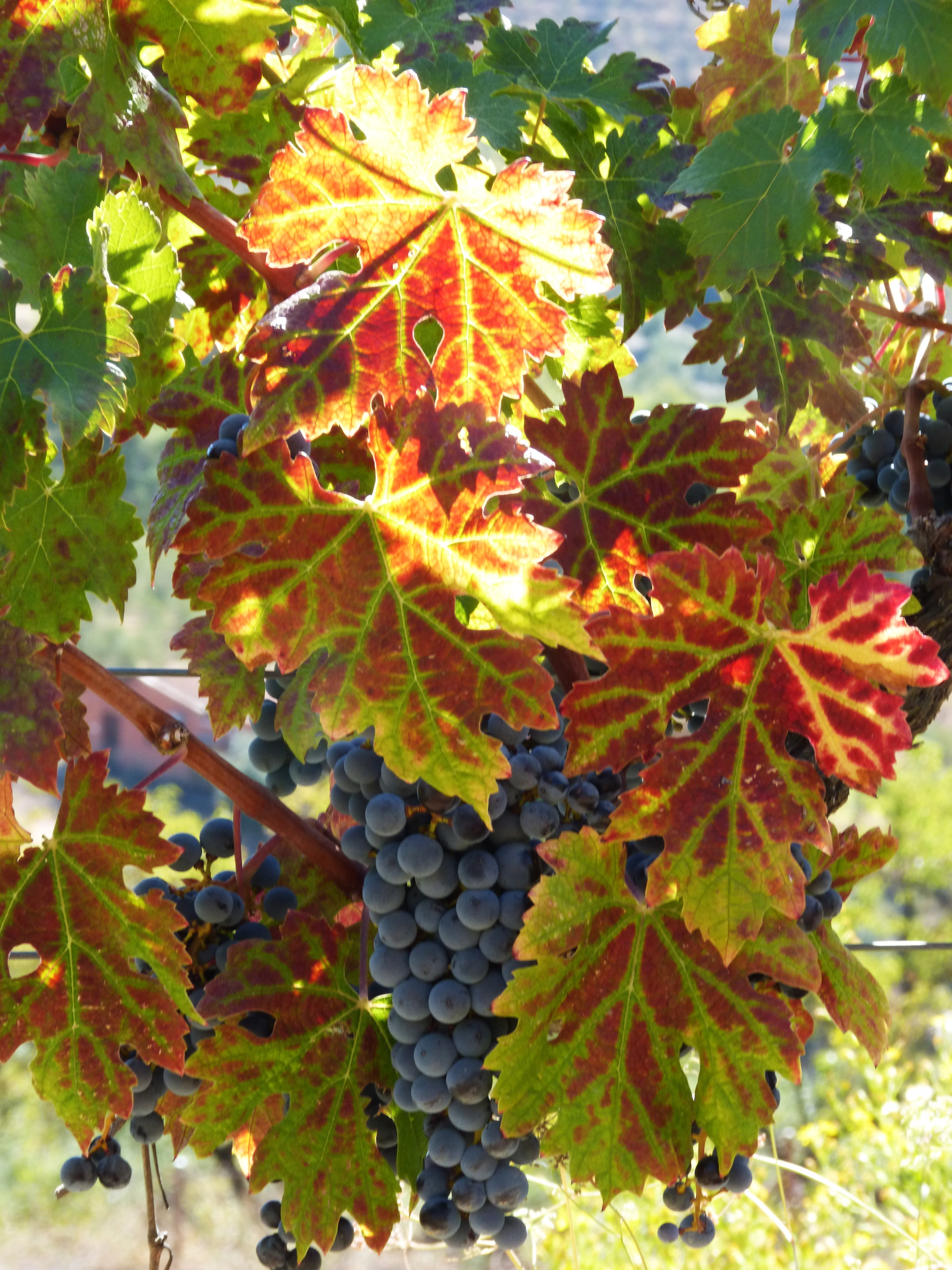 maple leaf, autumn, growth, change, food and drink, plant, beauty in nature, tree, 4K, no people, ripe, vineyard, healthy eating, vine, leaves, winery, Phone HD Wallpaper
