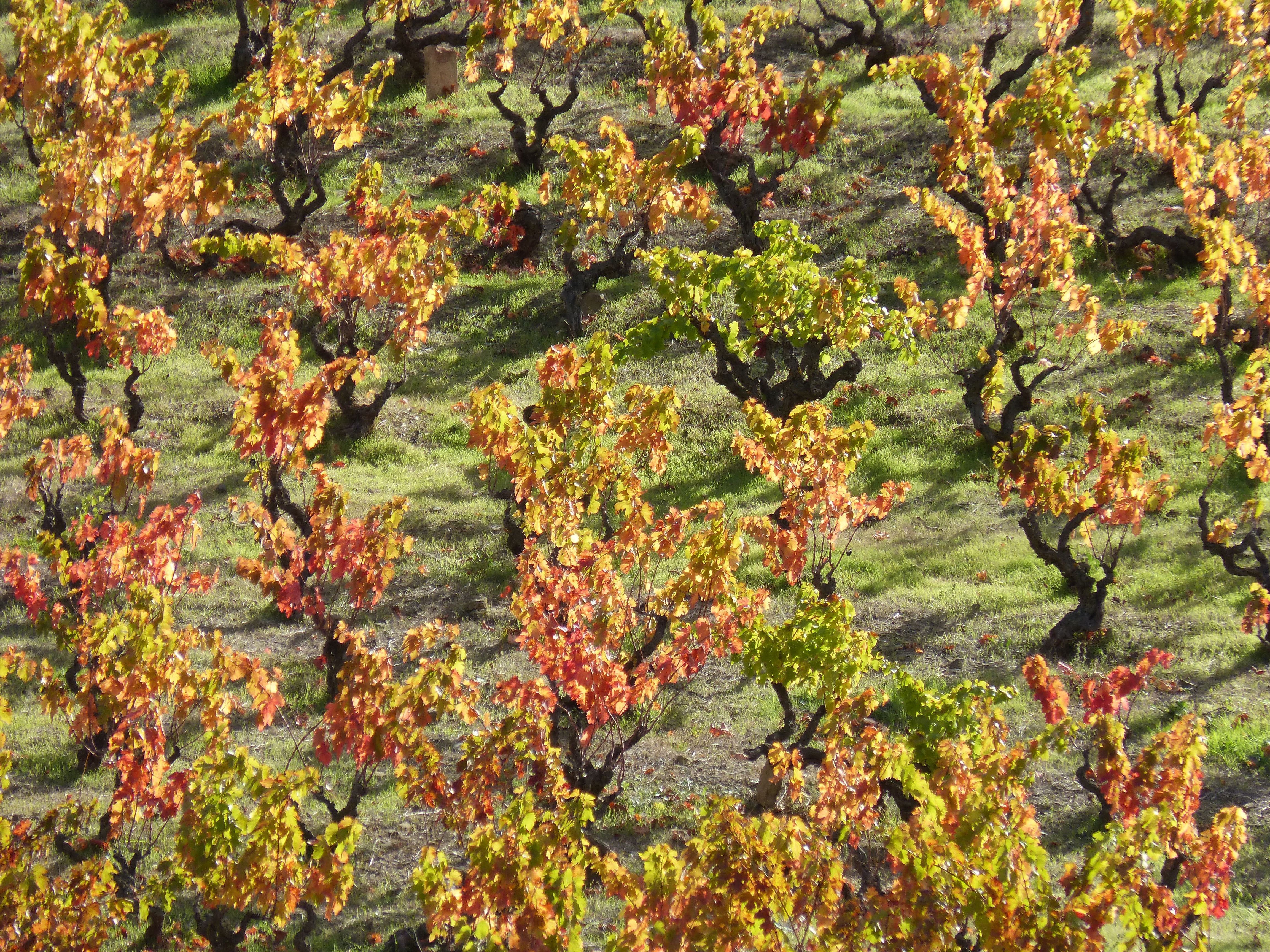 4K, beauty in nature, outdoors, close-up, lichen, day, full frame, vineyard, branch, red leaves, backgrounds, moss, land, priorat, no people, plant part, HD Wallpaper