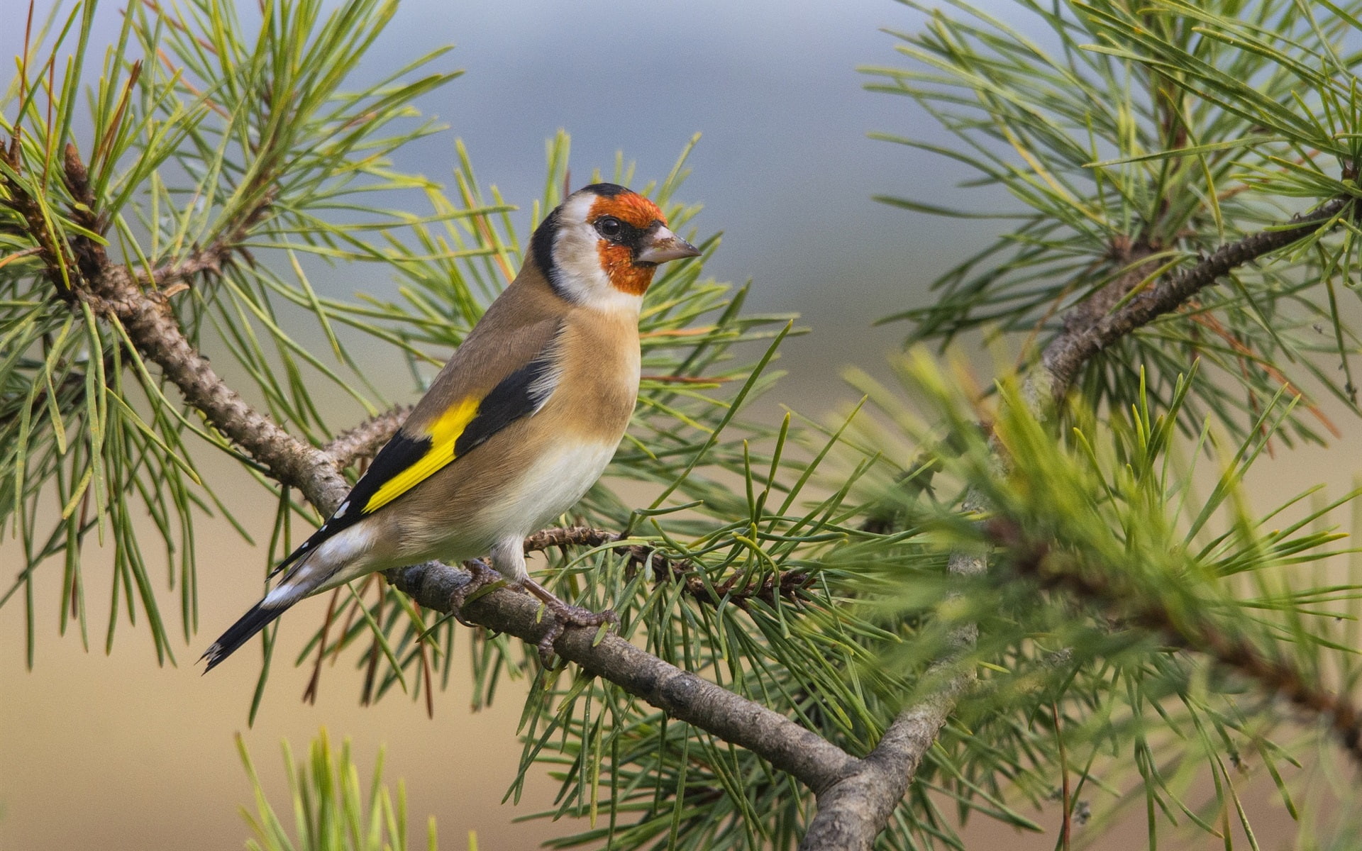 Bird, Tree, Tail, 1080P, Twigs, Pine, Feathers, Lonely, HD Wallpaper