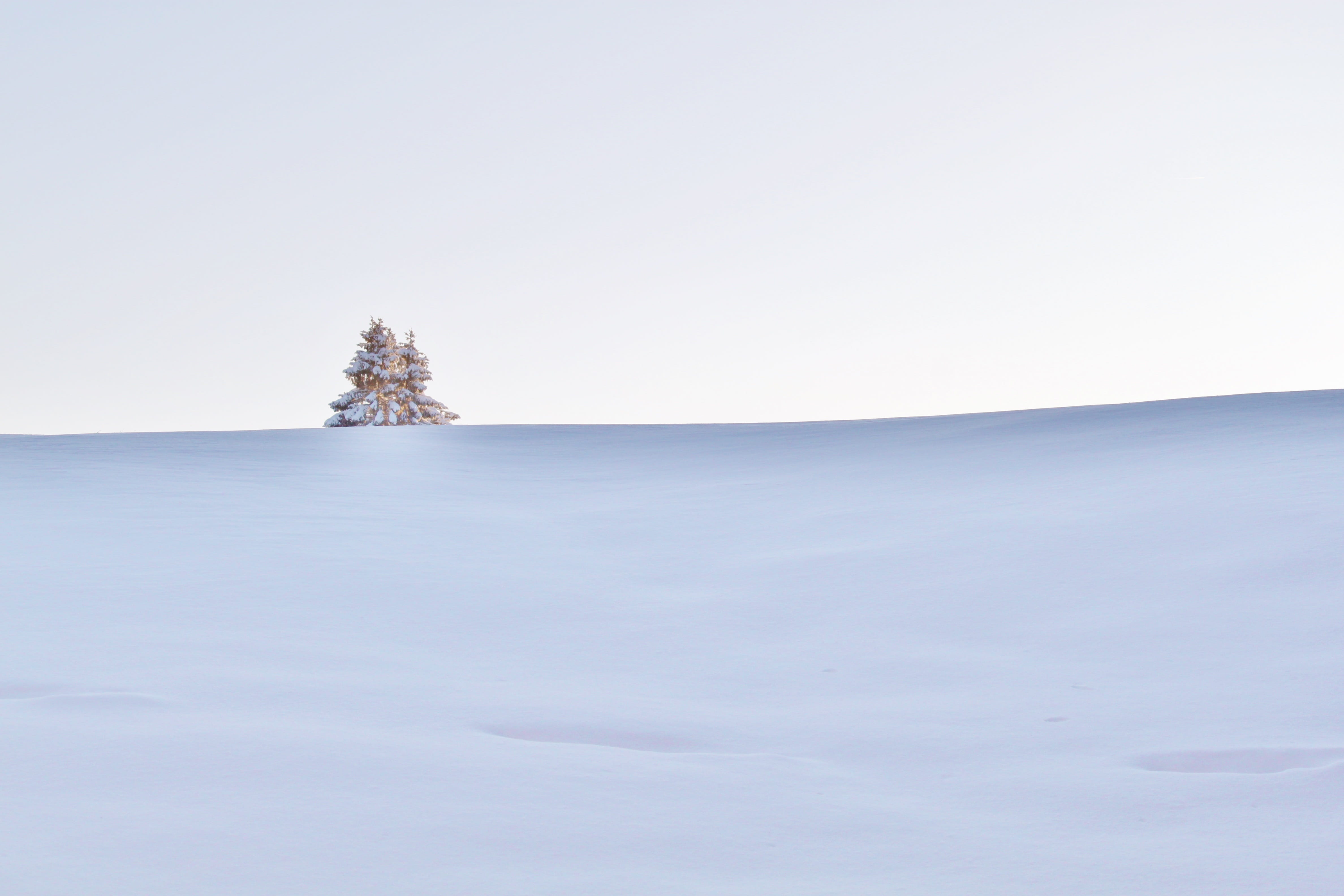 environment, scenics - nature, land, christmas tree, coniferous tree, pine tree, outdoors, snowed in, cold, winter magic, 4K, tranquility, tranquil scene, HD Wallpaper