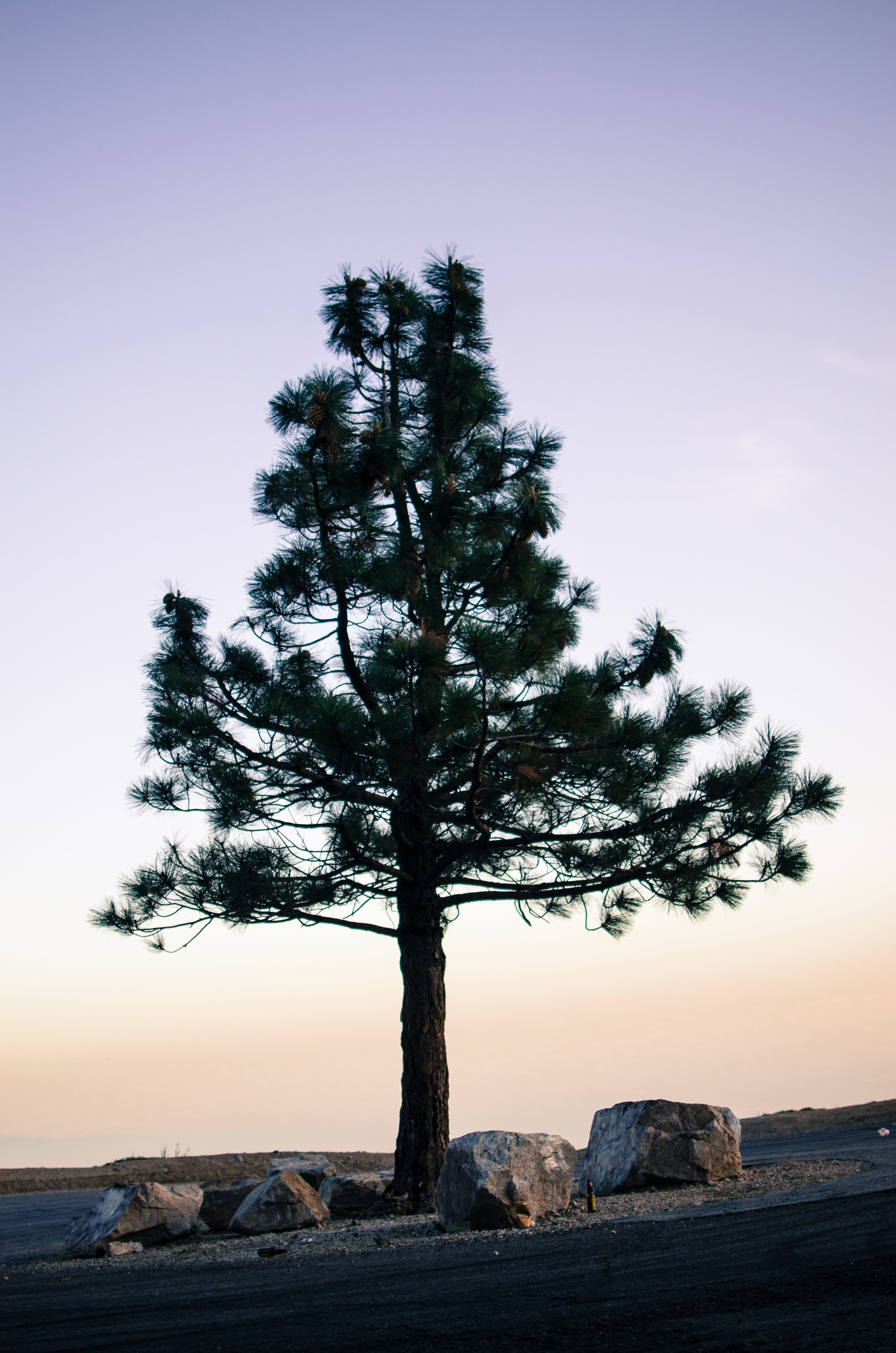 tree, purple, rock - object, mountain, nature, no people, rock, sky, tranquility, plant, morning, tranquil scene, alone, non-urban scene, dusk, sunset, Phone HD Wallpaper