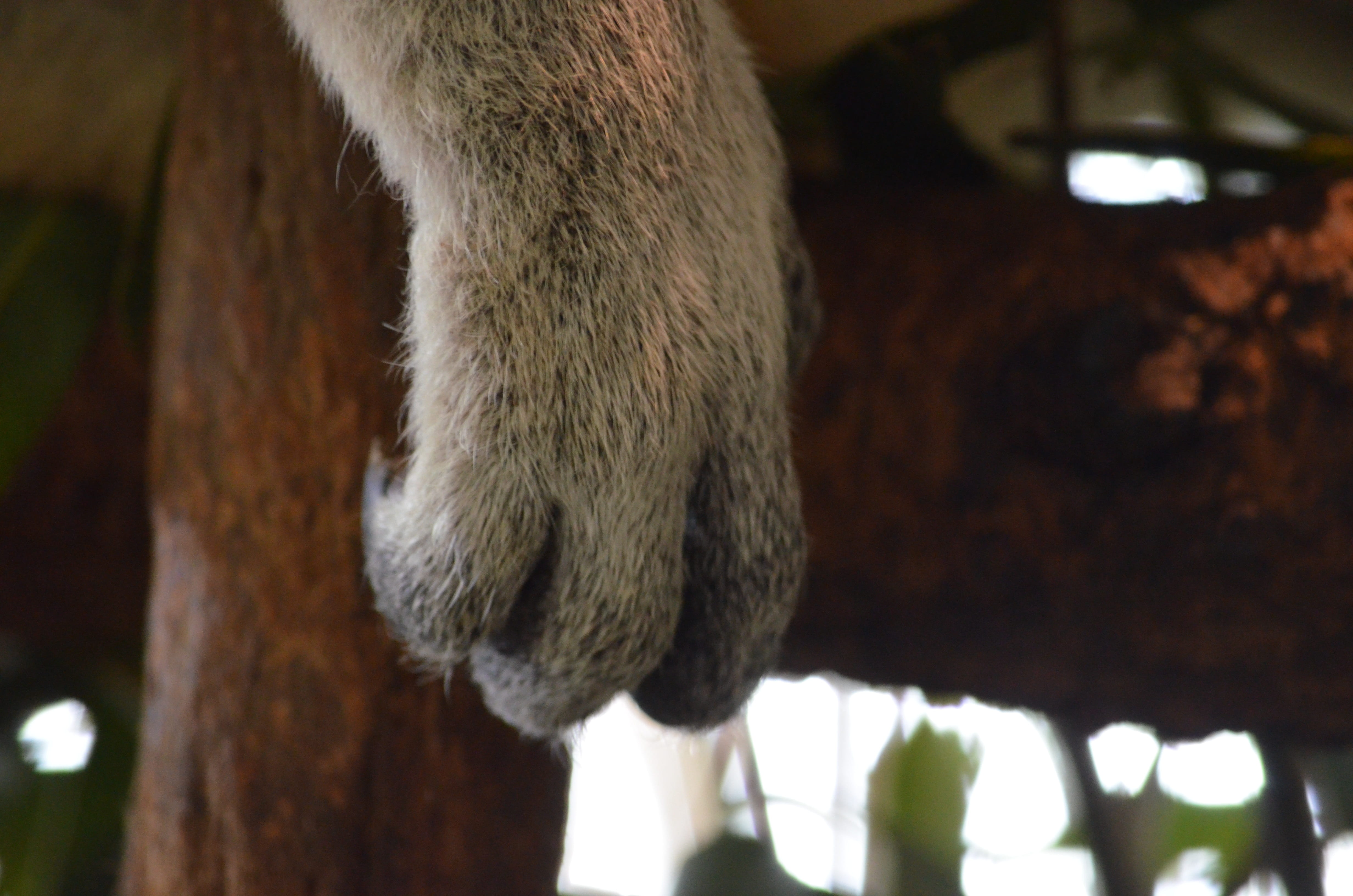 animal themes, australia, cute, pine, paw, queensland, lone, one animal, outdoors, sanctuary, mammal, cat, day, grey, feline, animal, animals in the wild, HD Wallpaper