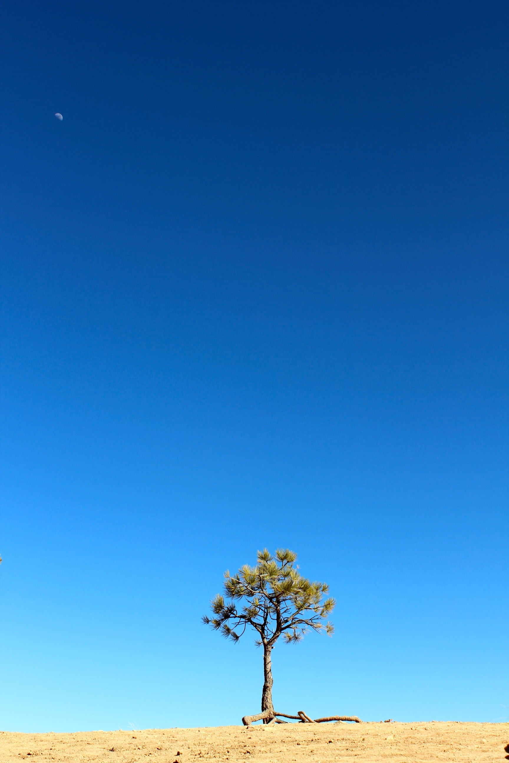 horizon over land, clear sky, color, arid Climate, blue, environment, sand, day, growth, horizon, sand Dune, 2K, azure, scenics, sky, pine, tranquil scene, Phone HD Wallpaper