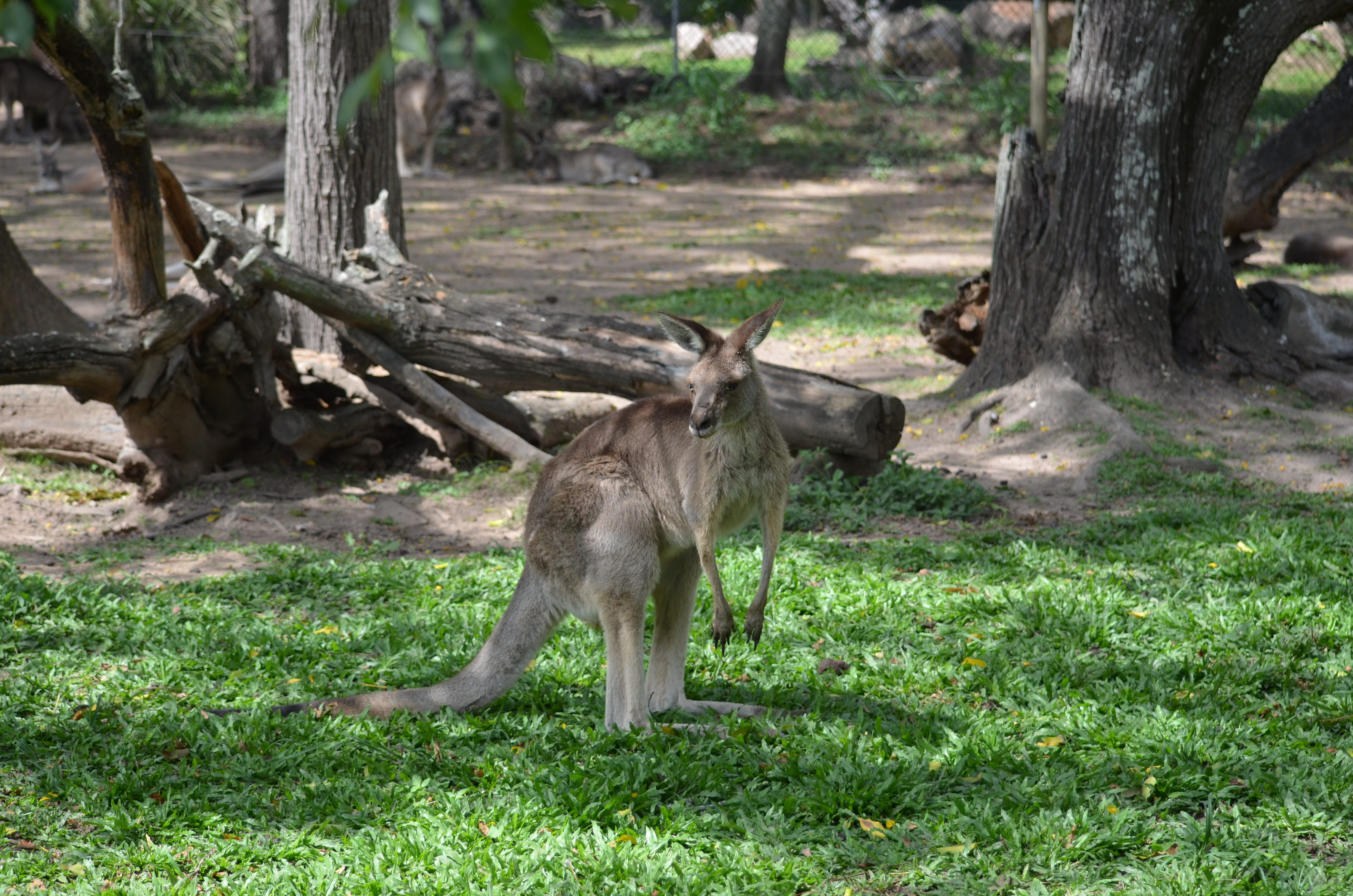herbivorous, animal wildlife, 4K, cute, field, outdoors, animals in the wild, vertebrate, mammal, australia, aussie, kangaroo, nature, tree, animal, queensland, HD Wallpaper