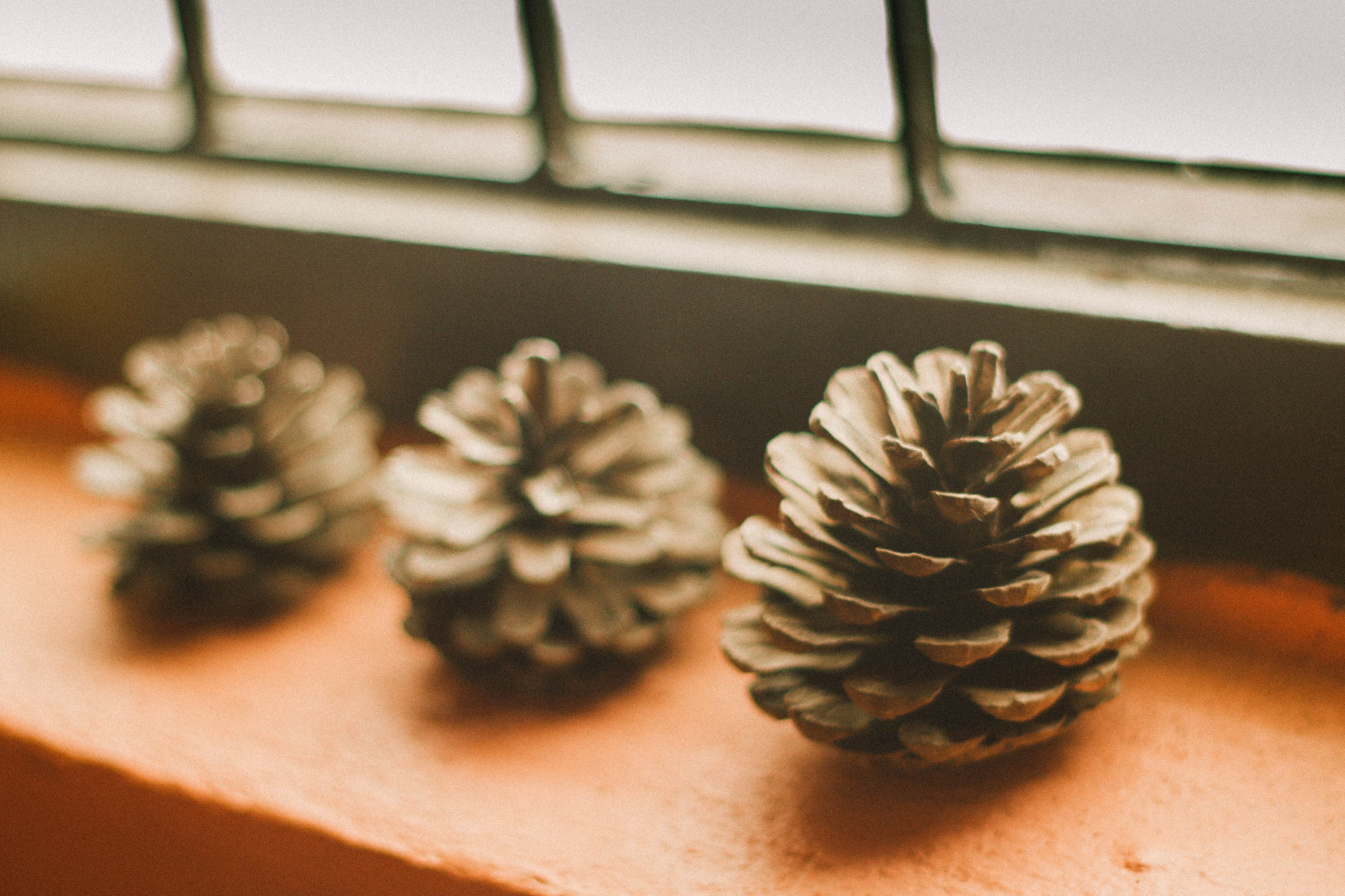 still life, tree, indoors, design, outdoor, window boxes, shade, decoration, Pine Cone, Light, Window, floral pattern, flower pot, focus on foreground, HD Wallpaper