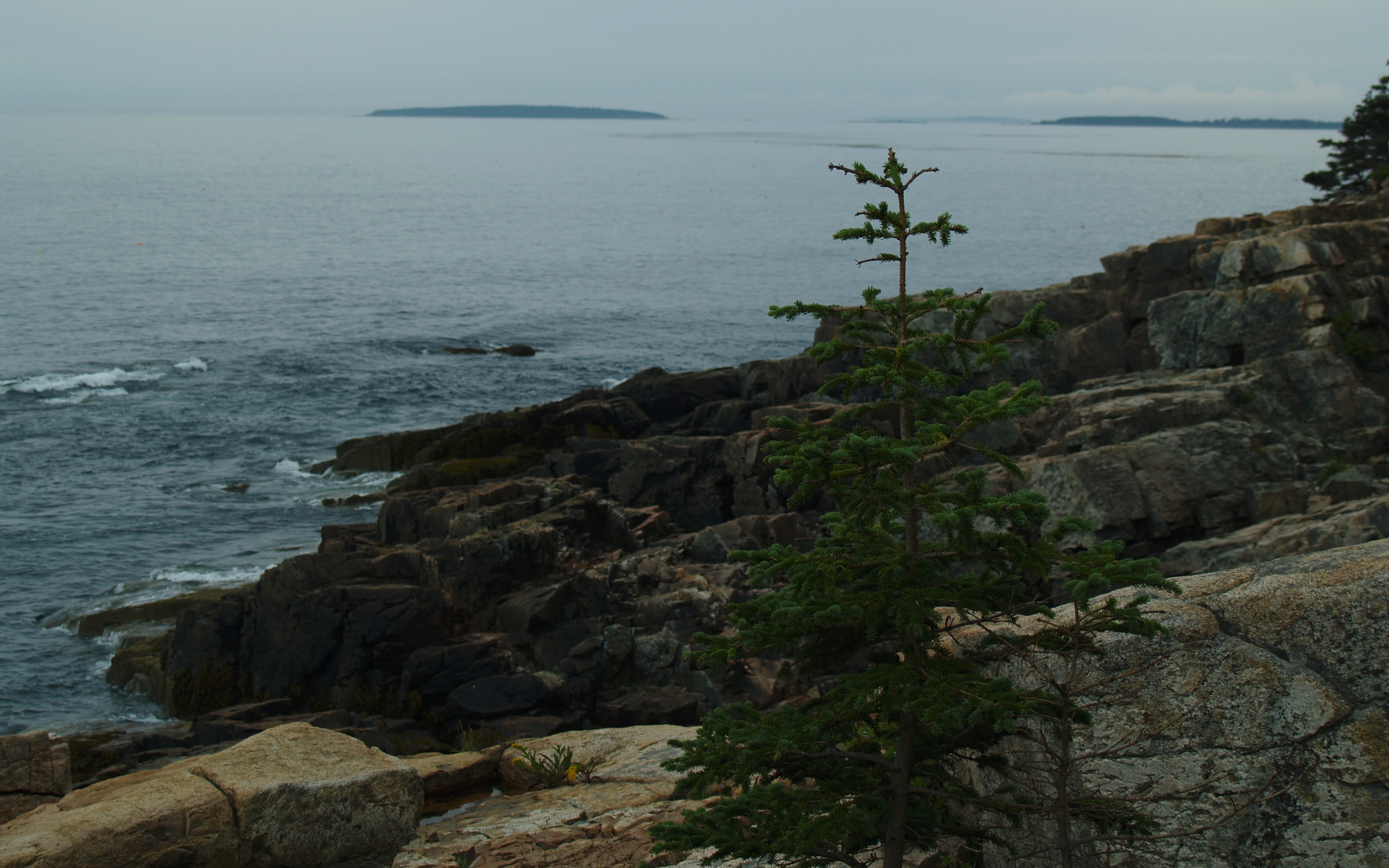 art, pine, atlantic, lonely, ocean, coast, hd, Maine, 2K, Acadia, mountain, oceans, nature, HD Wallpaper