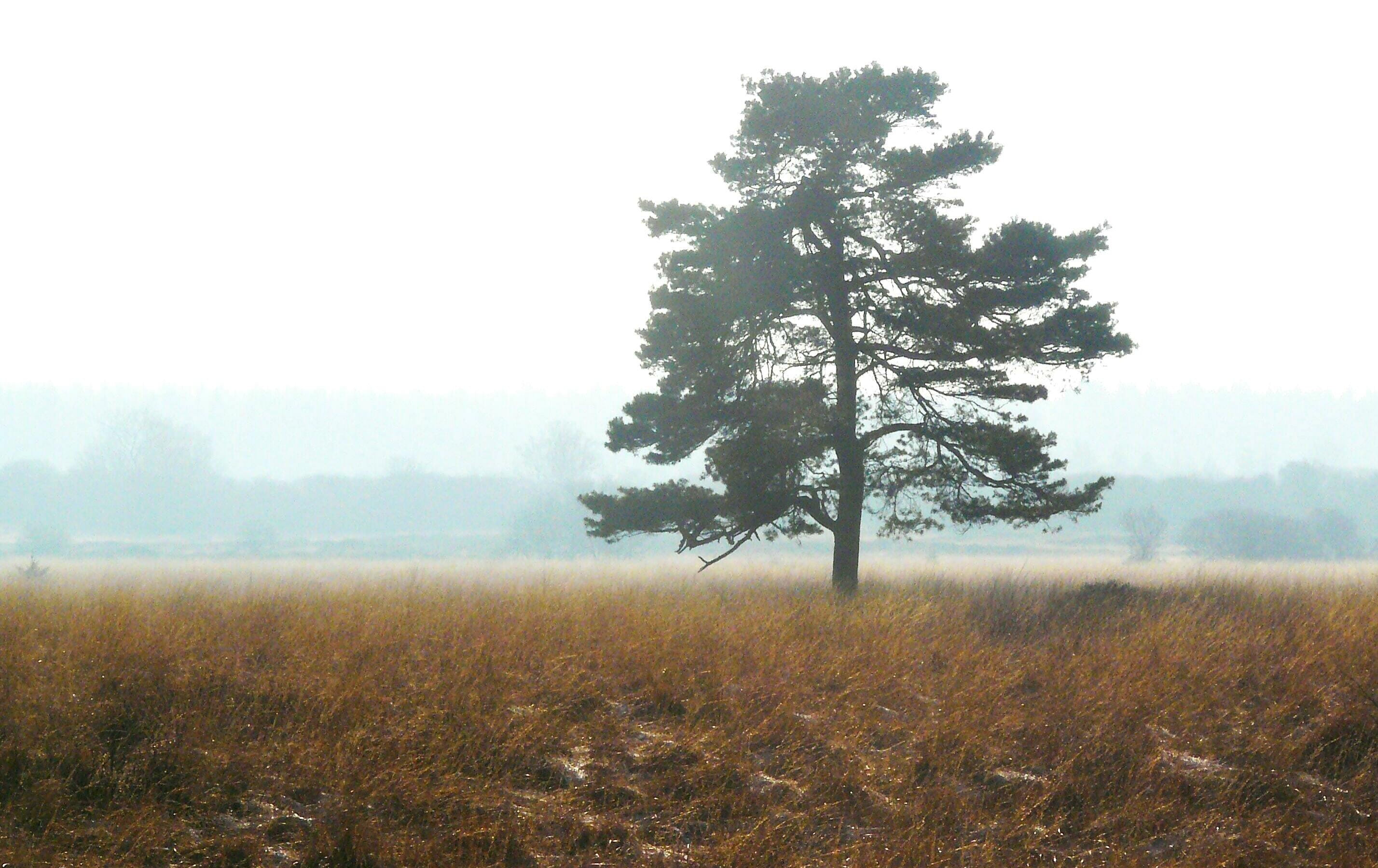 day, idyllic, light, tranquil scene, Fog, growth, beauty in nature, Atmosphere, moorland, no people, swampy, nature, non-urban scene, hike, autumn, 2K, HD Wallpaper