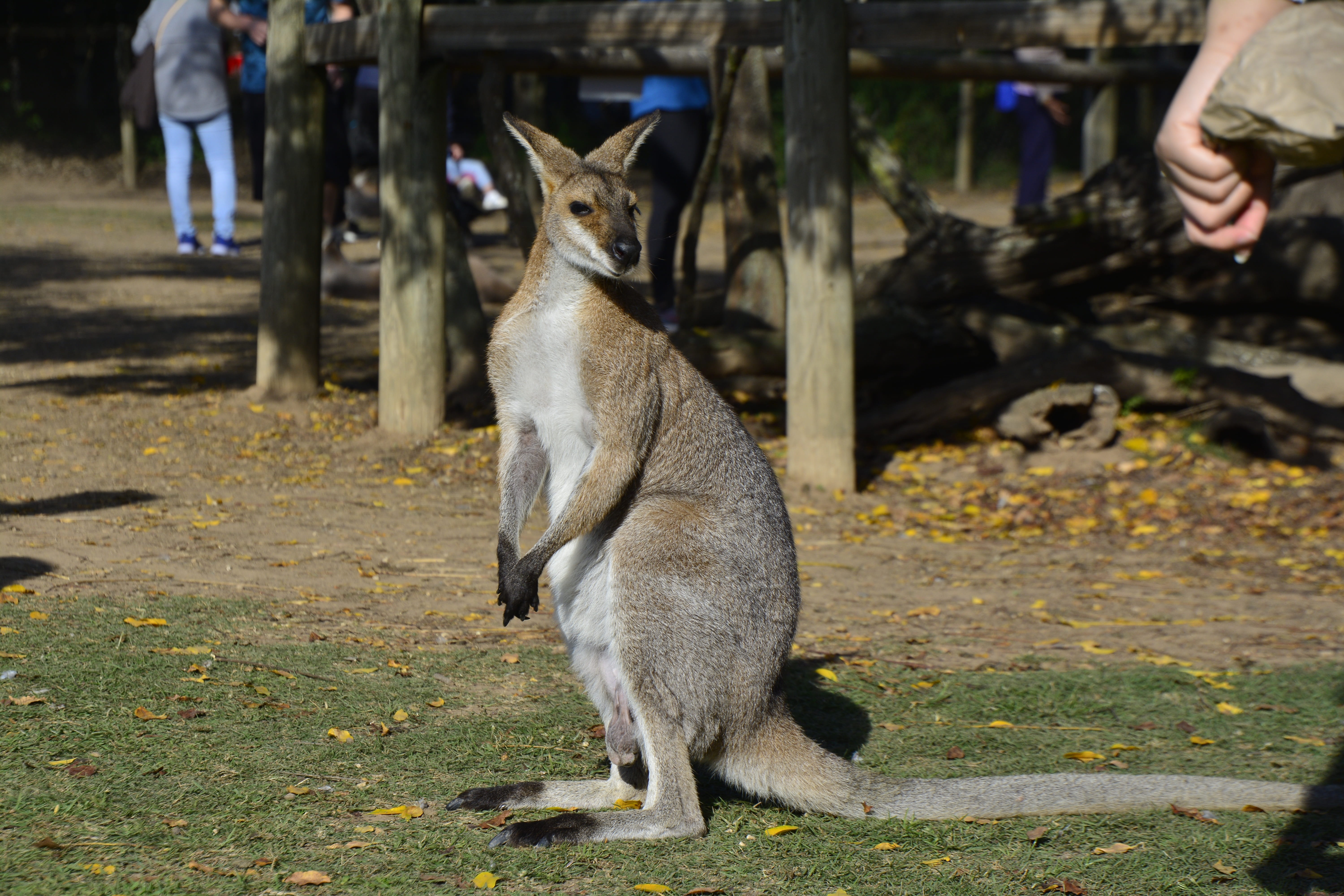 cute, animal wildlife, travel, incidental people, pets, tree, day, domestic animals, aussie, australia, mammal, wildlife, pine, sitting, 5K, one animal, HD Wallpaper