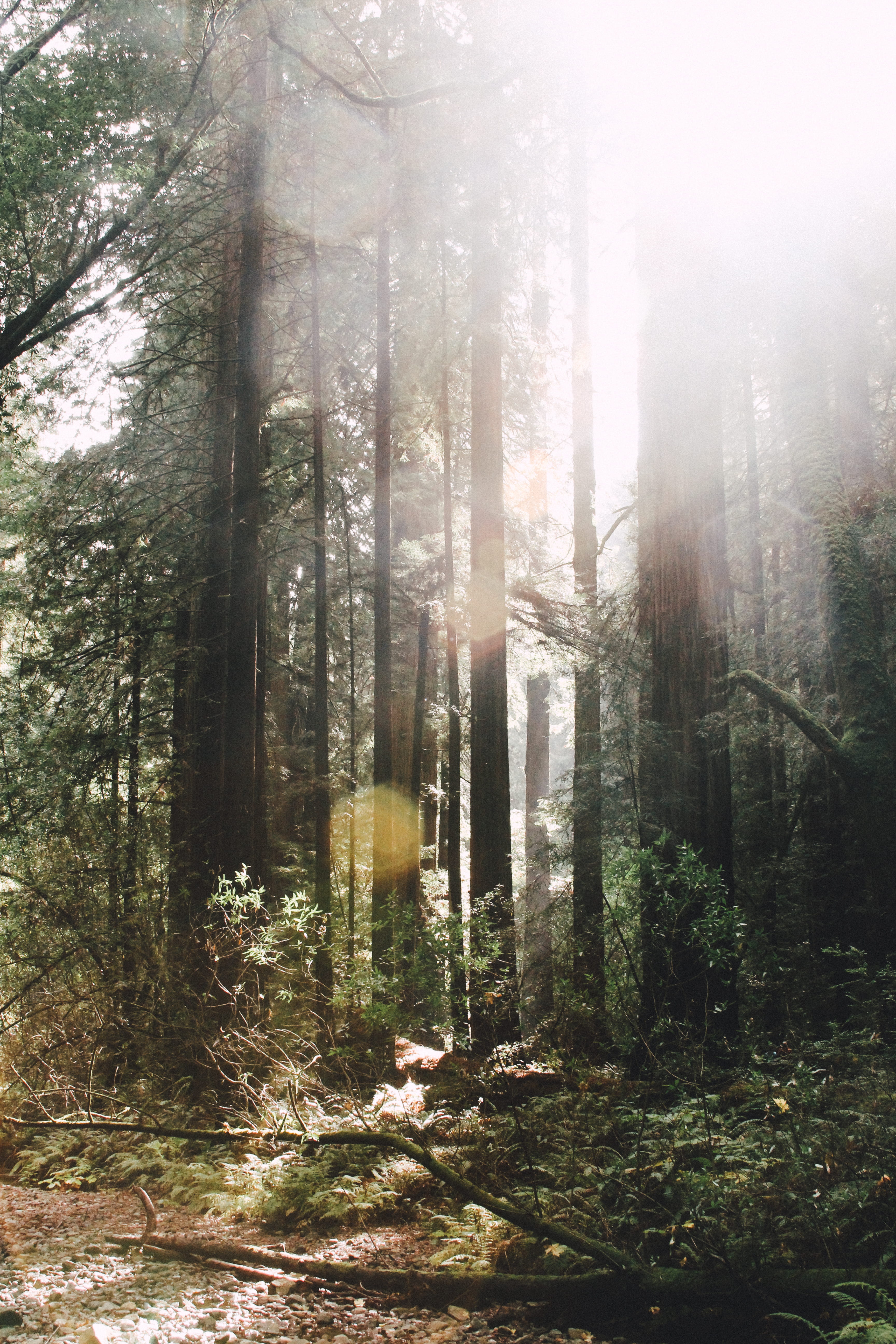 painting, fogs, clothing, art, lens flare, tranquility, beauty in nature, landscape, non-urban scene, streaming, sunlight, fir, abies, no people, day, flare, Phone HD Wallpaper