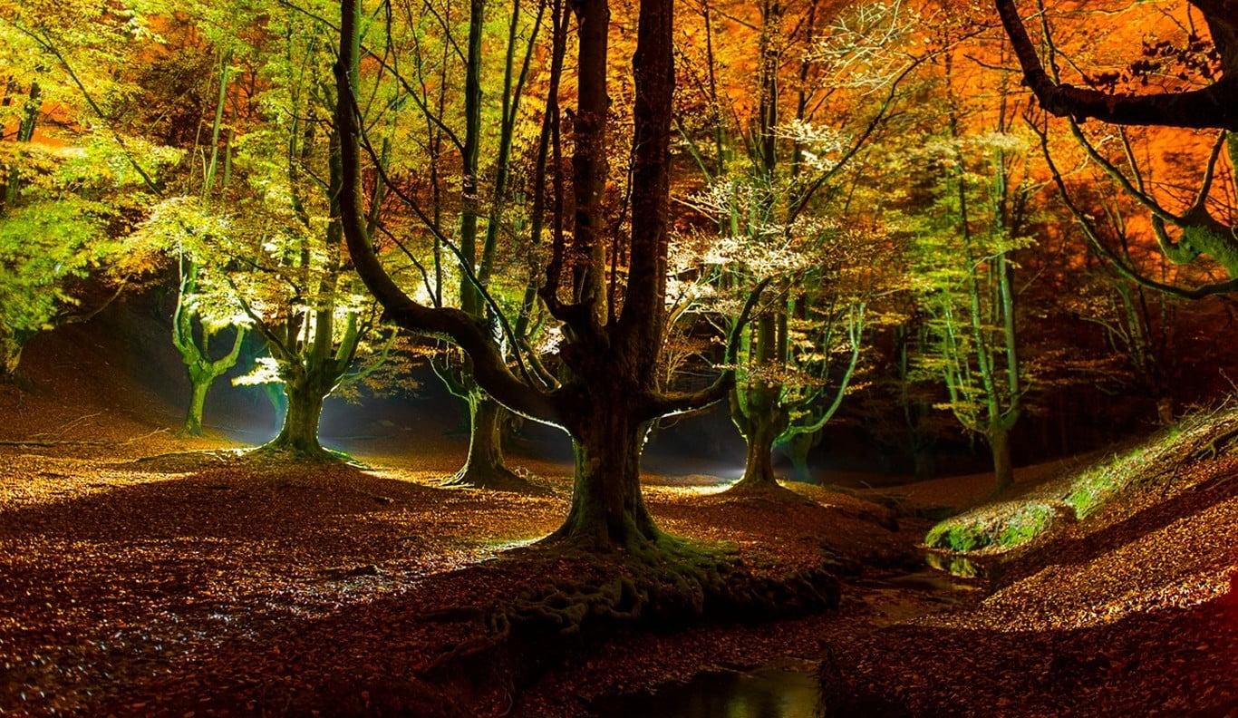 nature, three, non-urban scene, outdoors, landscape, land, green color, day, branch, wooden, 720P, lights, creeks, decors, scenics - nature, forest, tree, HD Wallpaper