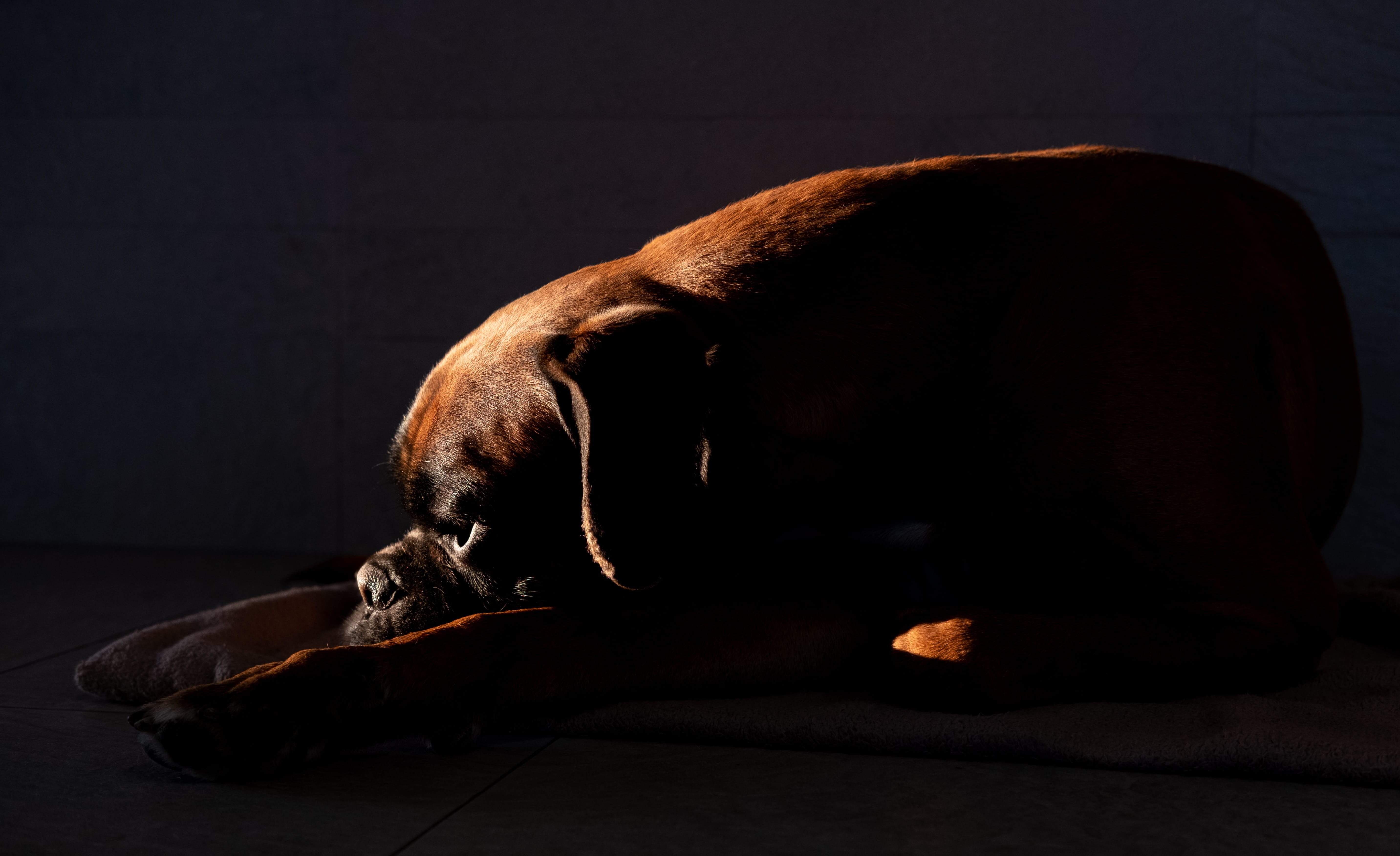 photography, zaragoza, boxer, shadow, flooring, furniture, resting, dark, dog, animal themes, short, light, canine, indoors, nap, bulldog, sunlight, coated, HD Wallpaper