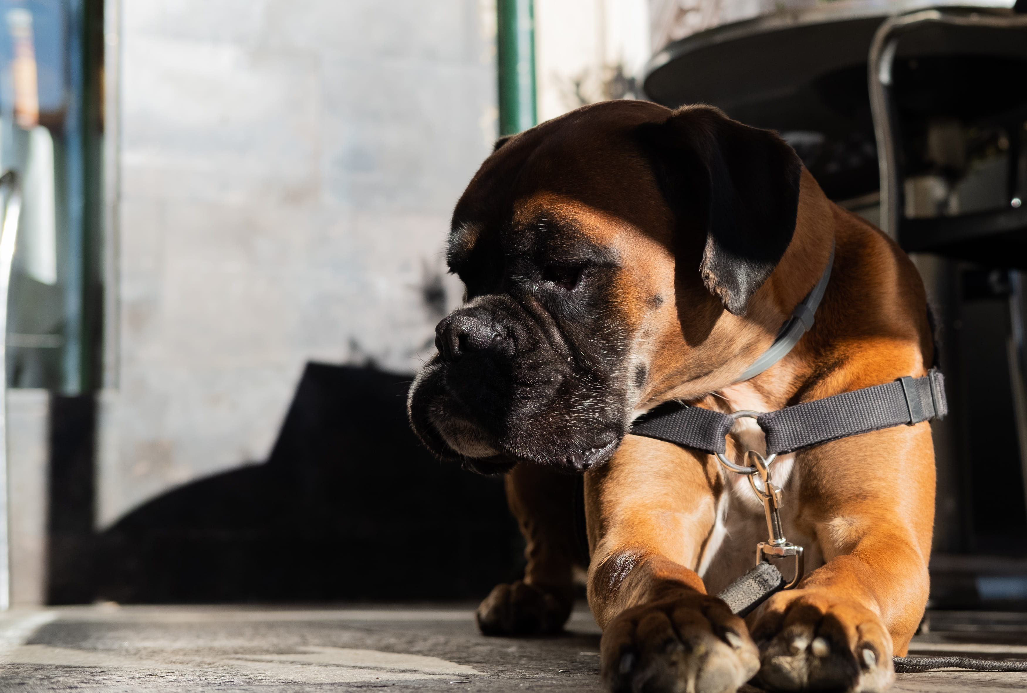 pets, plaza españa, no people, one animal, vertebrate, focus on foreground, canine, pet collar, domestic, animal head, mammal, animal themes, animal, looking away, HD Wallpaper