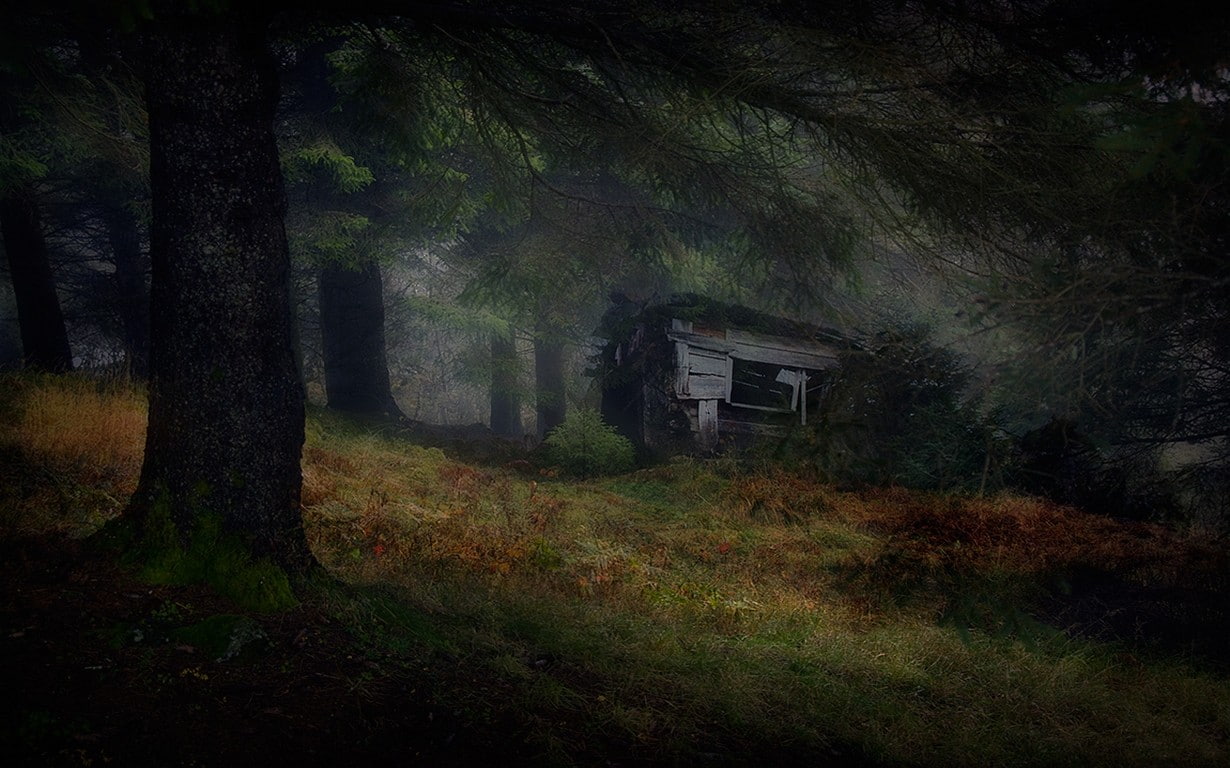 plant, landscape, growth, hut, trees, non-urban scene, nature, no people, spooky, built structure, tree trunk, mist, architecture, 480P, outdoors, woodland, HD Wallpaper