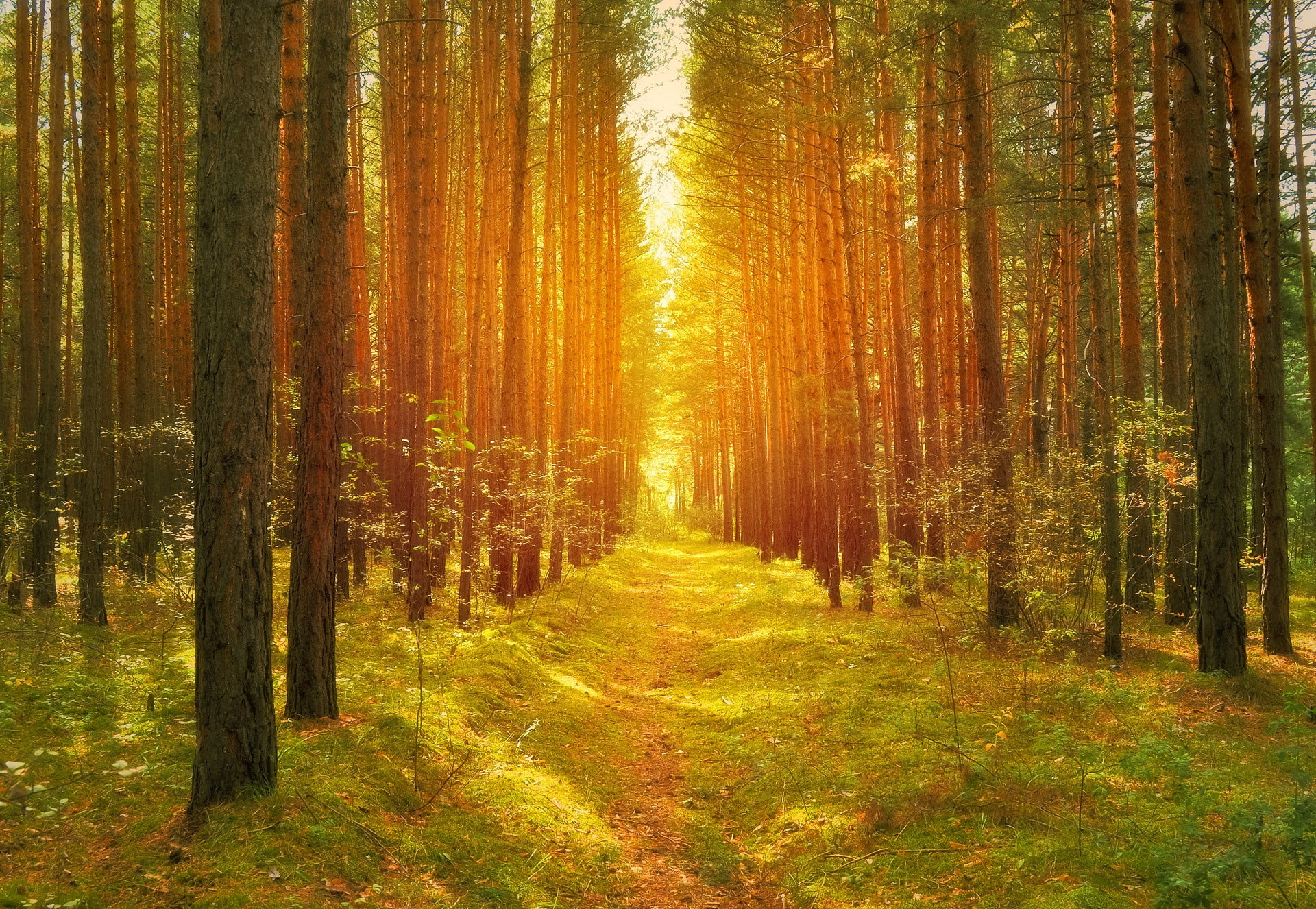 scenics - nature, woodland, sunlight, outdoors, path, lights, grass, no people, beauty in nature, tranquil scene, tree, trees, autumn, the way forward, HD Wallpaper