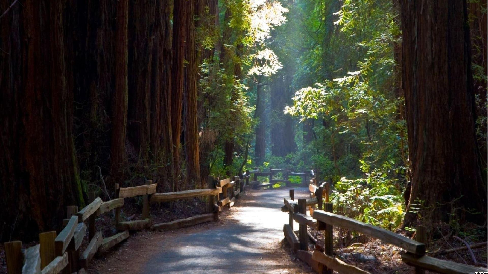 forest, sun rays, redwoods, fence, trees, nature and landscapes, john, pathway, narrow, 1080P, path, muir, HD Wallpaper