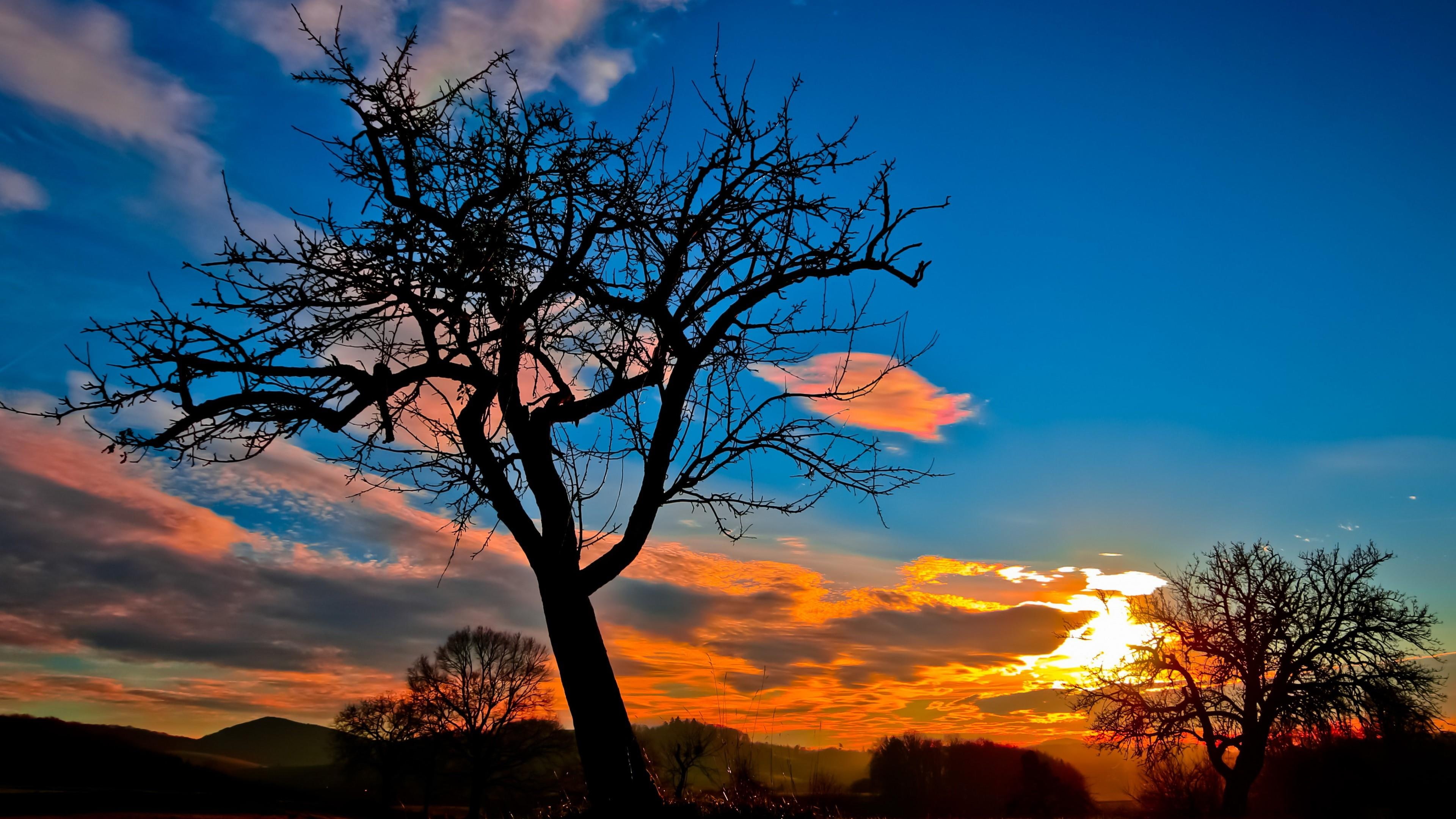 trees, sun, sky, 4K, lone tree, bald tree, set, sunset, HD Wallpaper