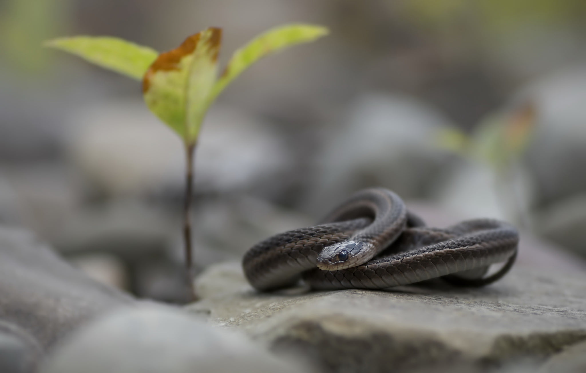 growth, plant part, animal, solid, flower, nature, plants, stones, reptiles, 1080P, selective focus, leaf, flowering plant, no people, close-up, vulnerability, HD Wallpaper