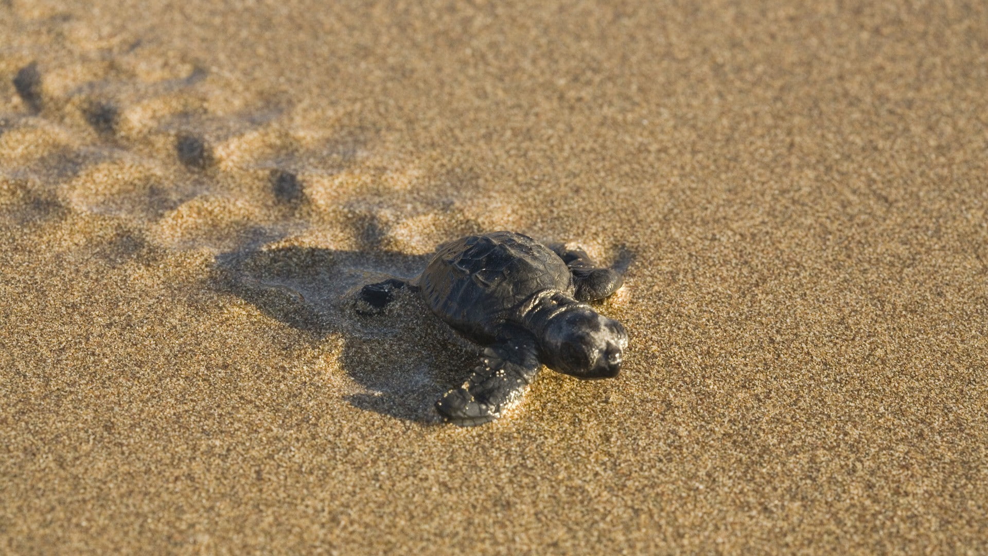 outdoors, nature, sand, domestic animals, canine, one animal, 1080P, animal themes, animals in the wild, high angle view, day, beach, domestic, turtle, HD Wallpaper
